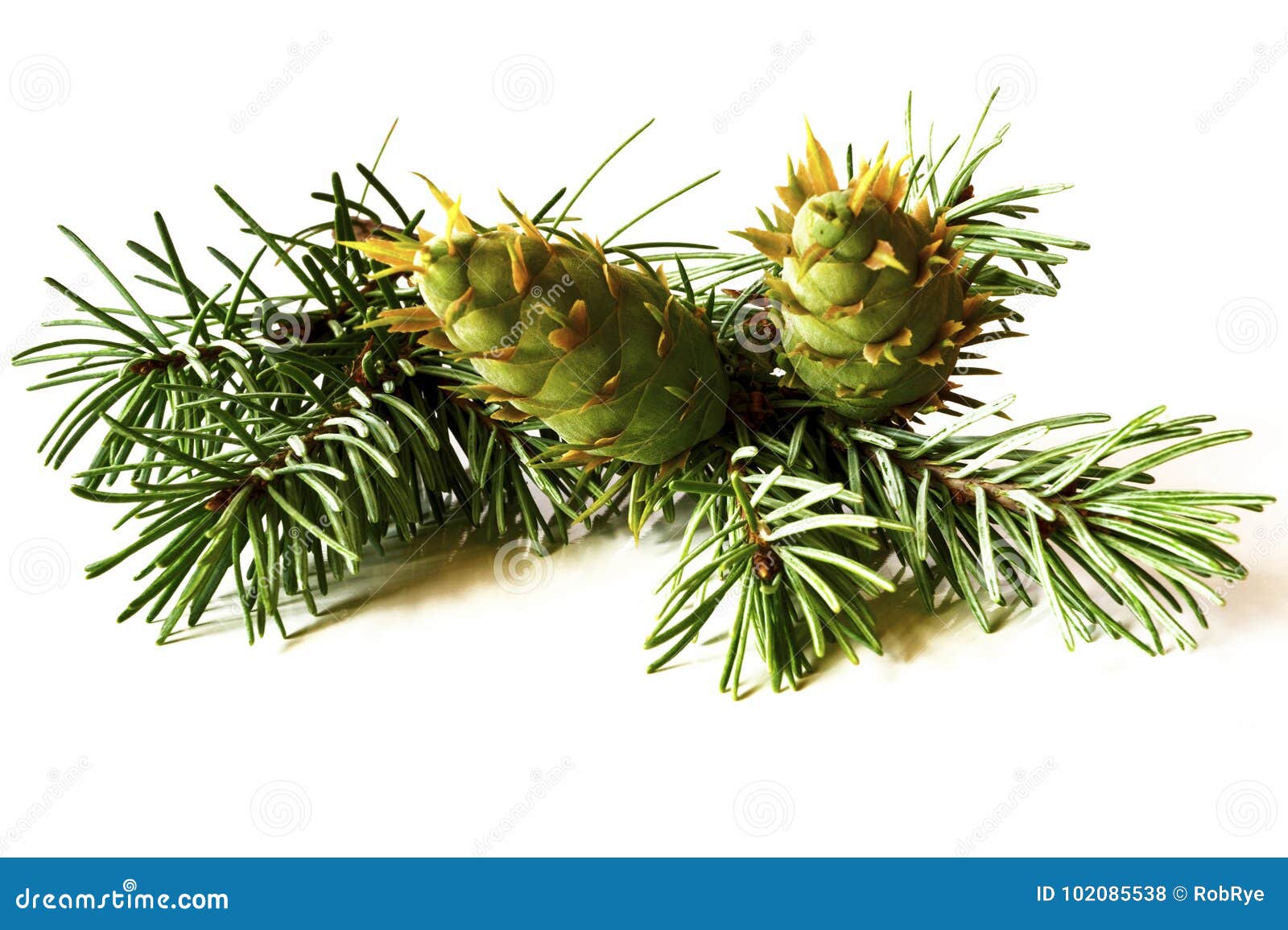 Christmas Decoration - Bunch Of Douglas Fir Tree With Cones Isol Stock