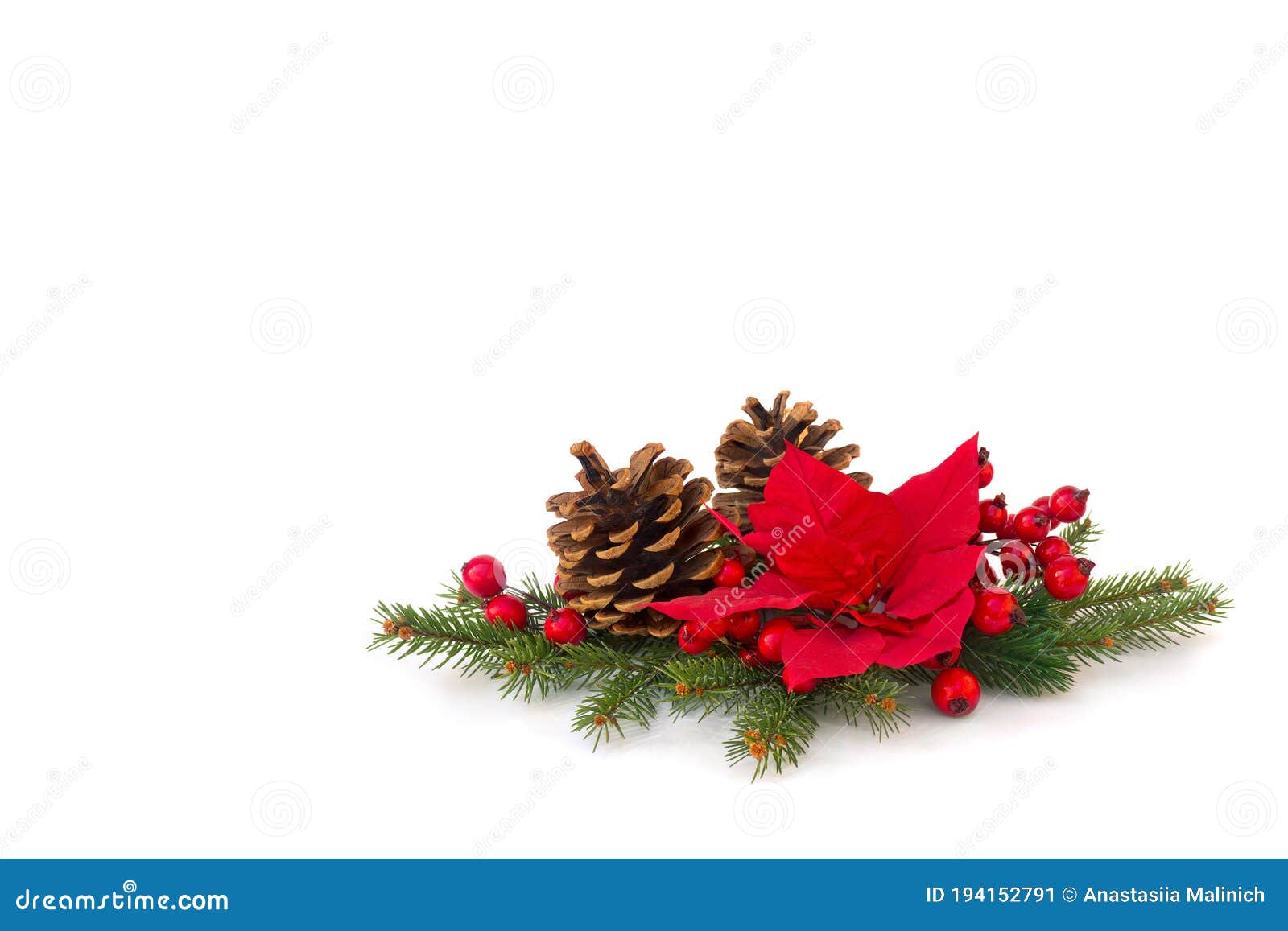 Christmas Decoration. Flower of Red Poinsettia, Cones Pine, Branch ...