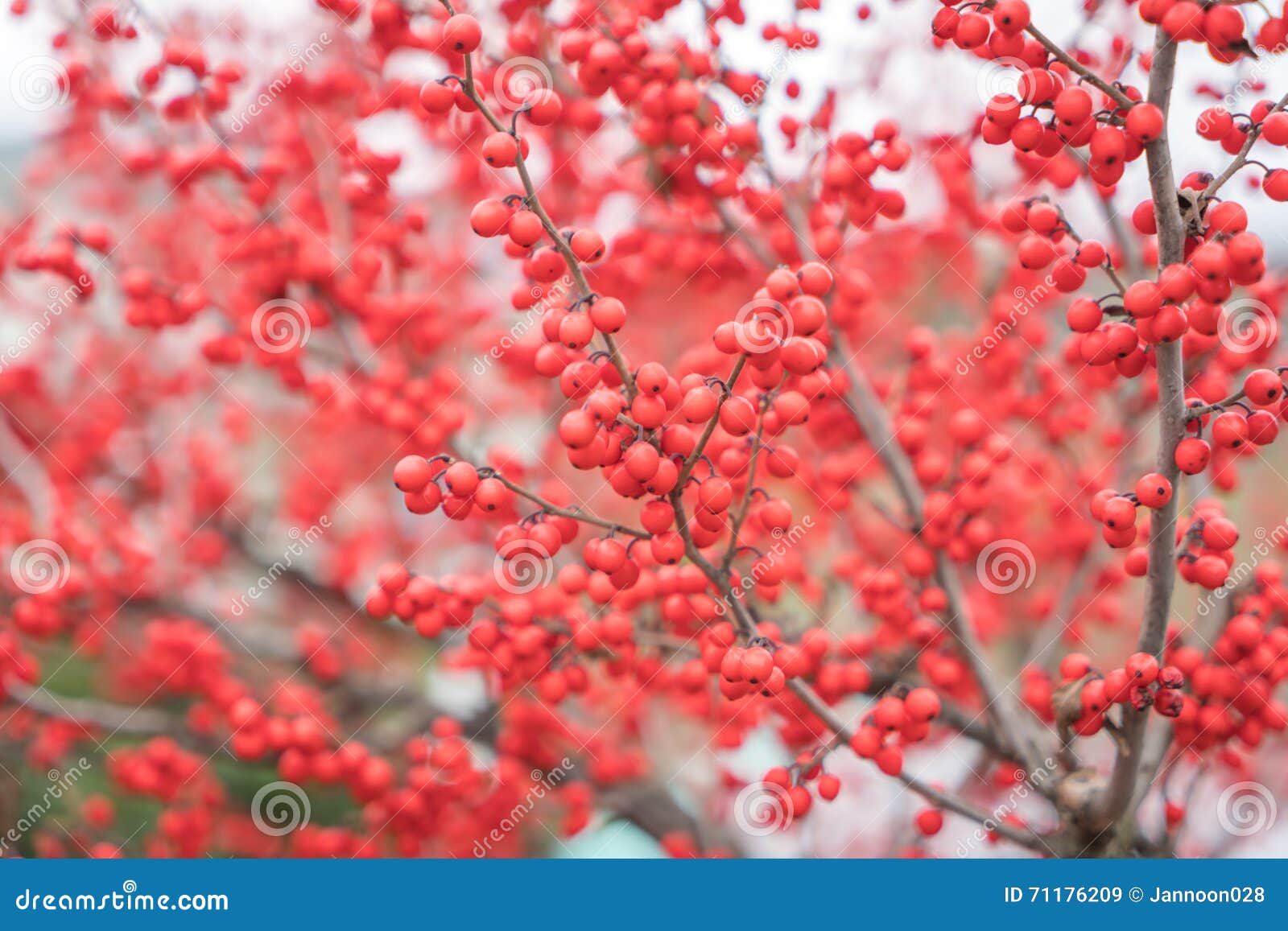 Christmas Decoration Red Berries Stock Image Image of branch, pattern