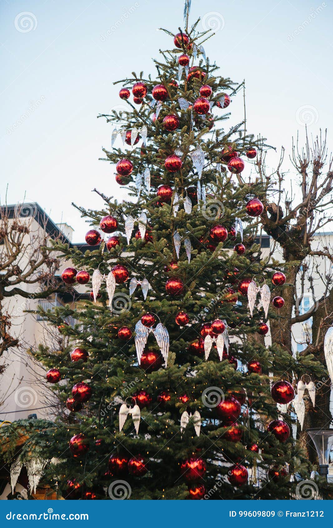 angel wing tree
