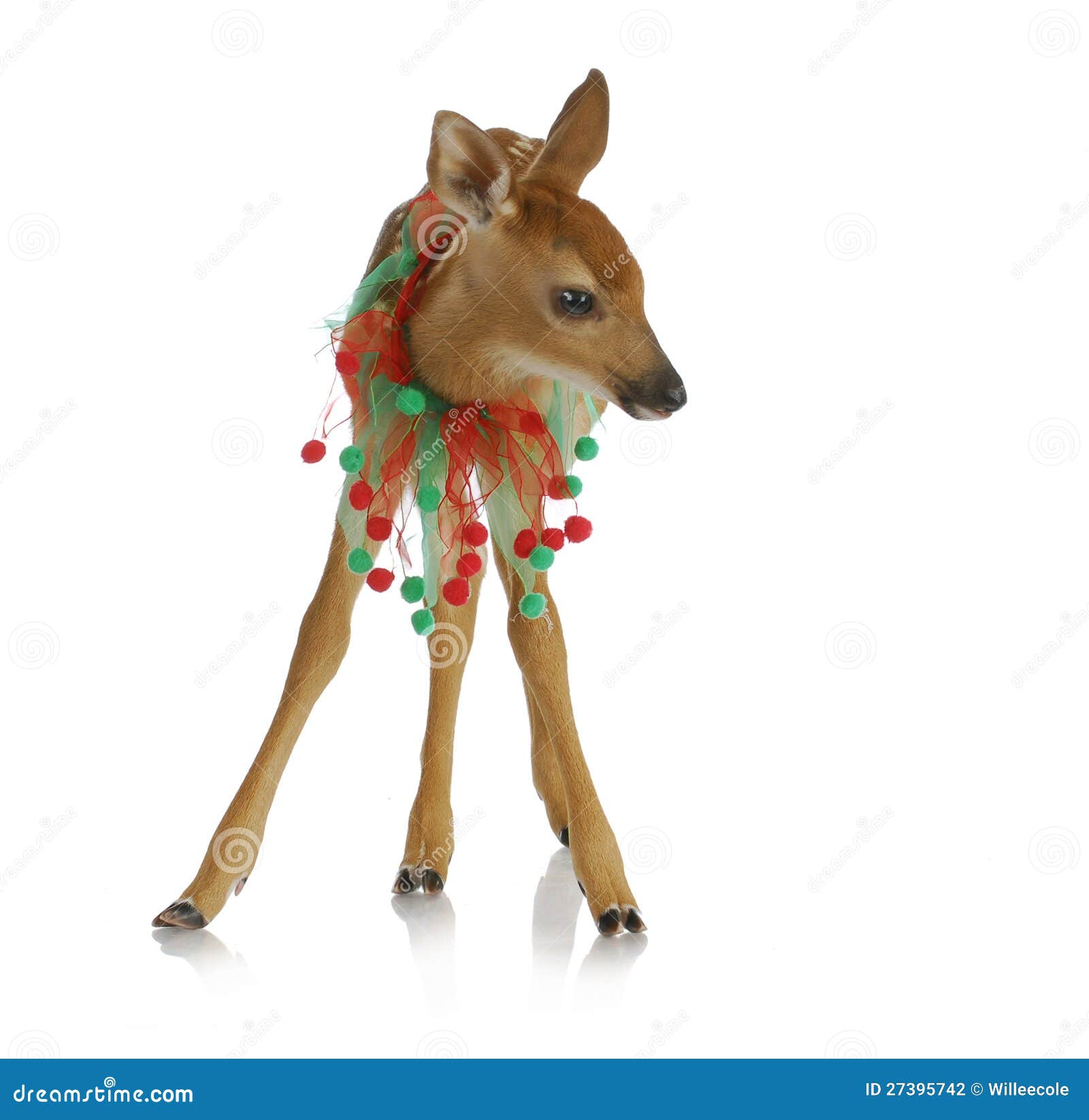 Christmas deer stock photo. Image of xmas, happy, reflection - 27395742