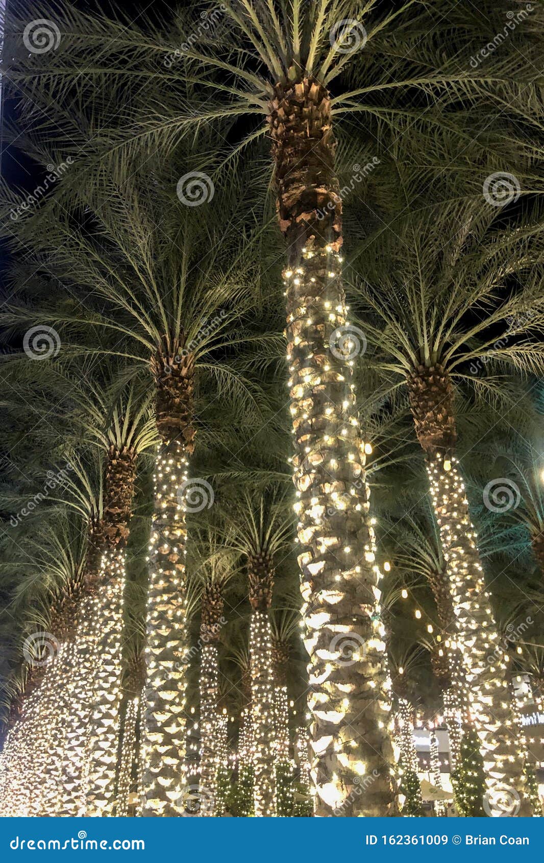 Christmas in the Desert stock image. Image of palm, christmas 162361009