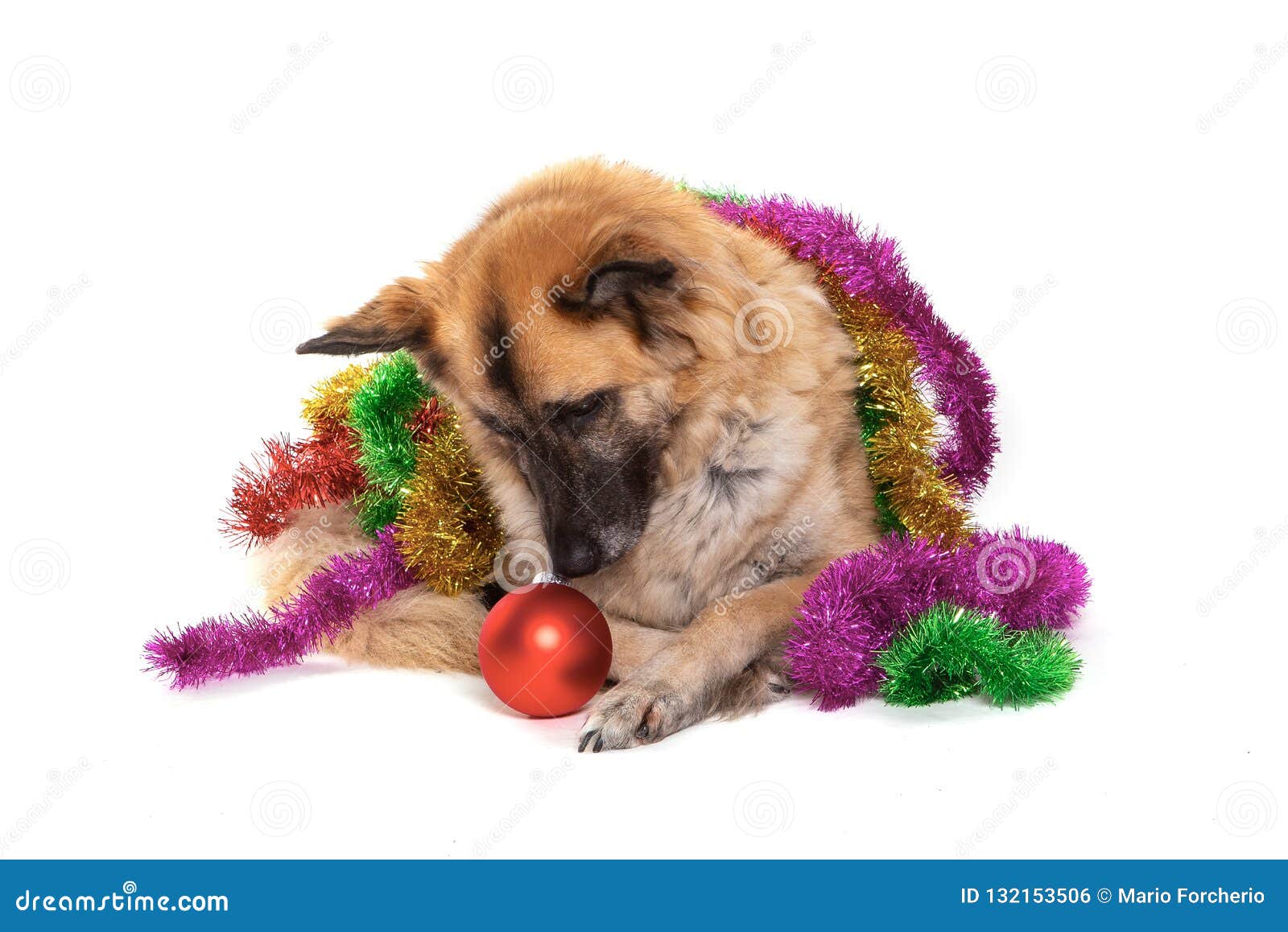 Christmas Dog, Funny Expression Stock Photo - Image of expression, gift ...