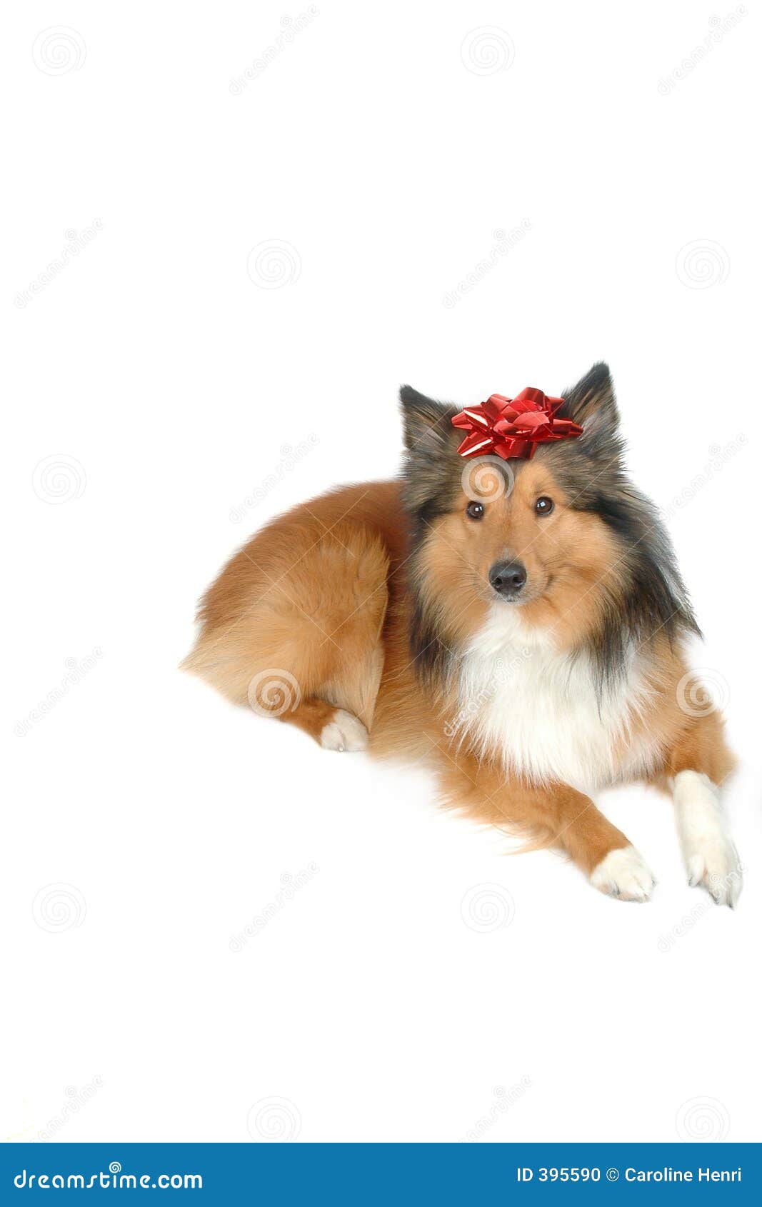 Christmas dog gift 3 stock photo. Image of december, holidays - 395590