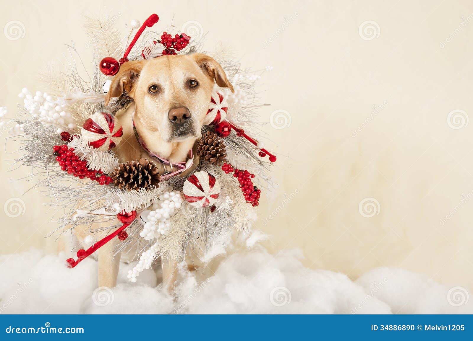 Christmas dog stock photo. Image of season, cute, happy - 34886890