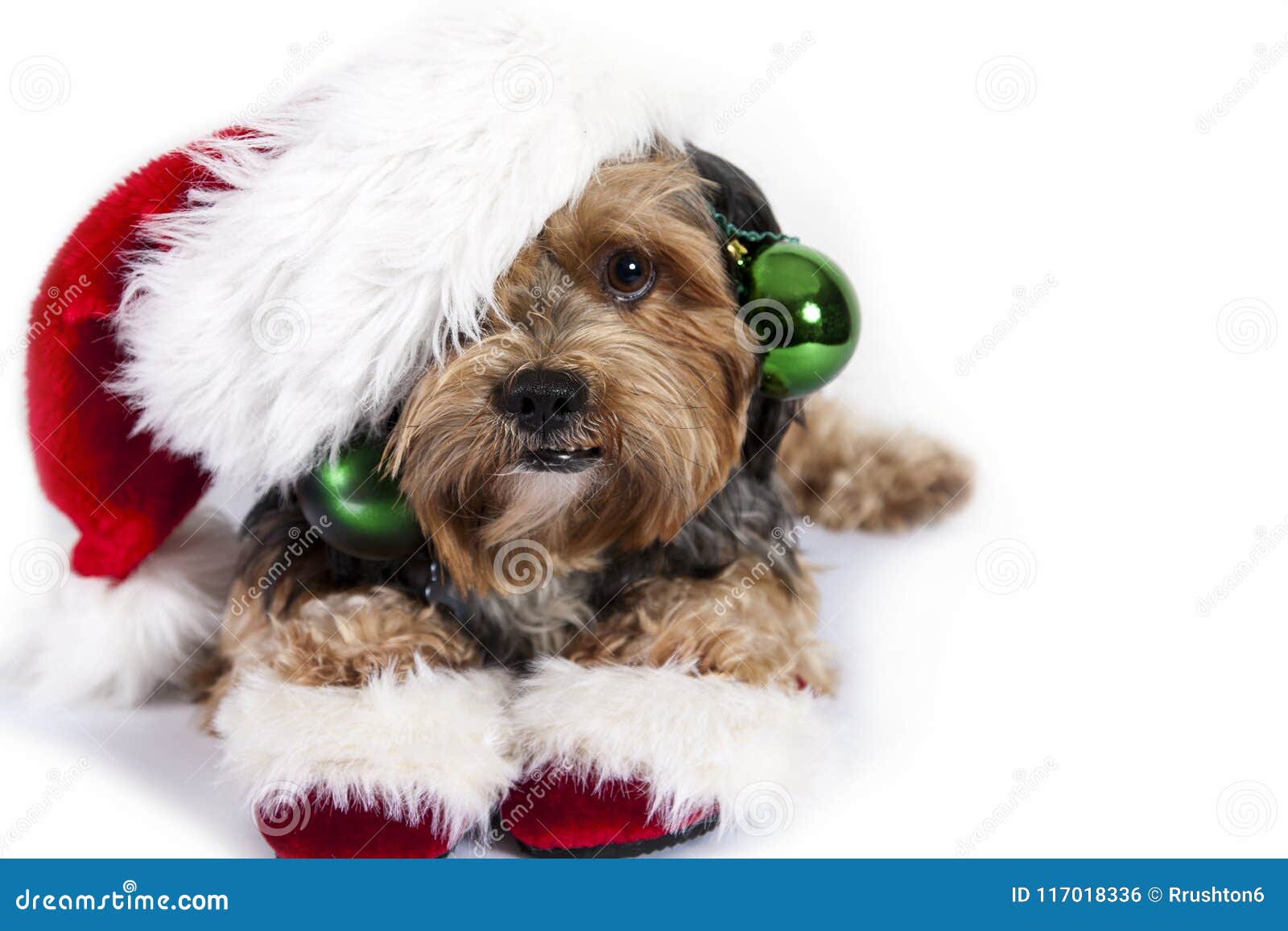 Christmas Dog with Ornaments Stock Photo  Image of adorable, christmas