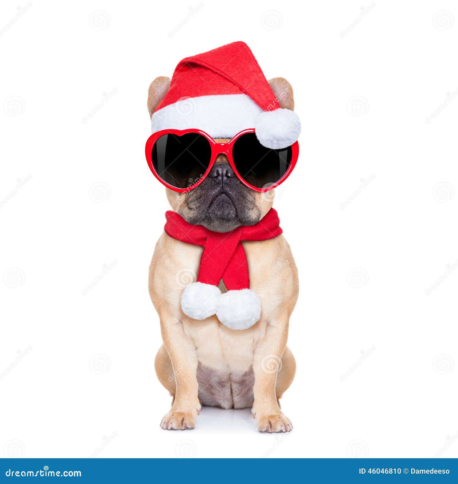 Christmas Dog Stock Photo - Image: 46046810