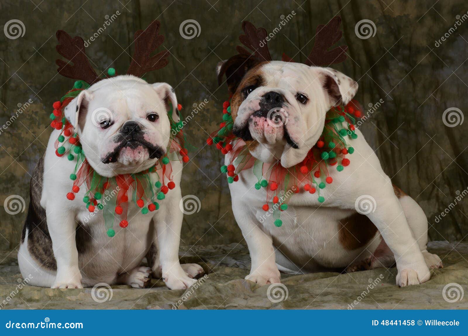 Christmas dogs stock photo. Image of canine, ruldolph - 48441458