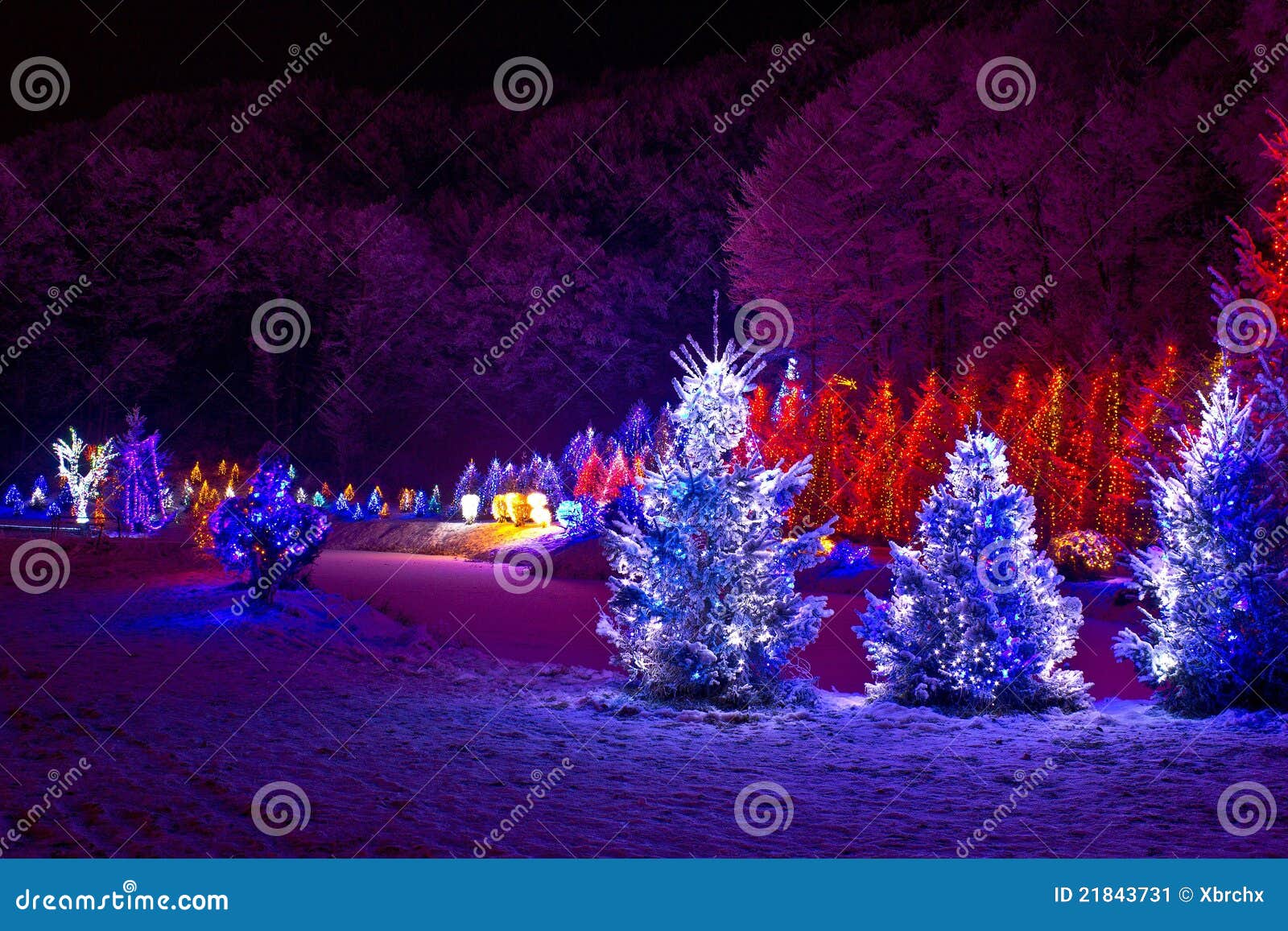 christmas fantasy - pine trees in x-mas lights