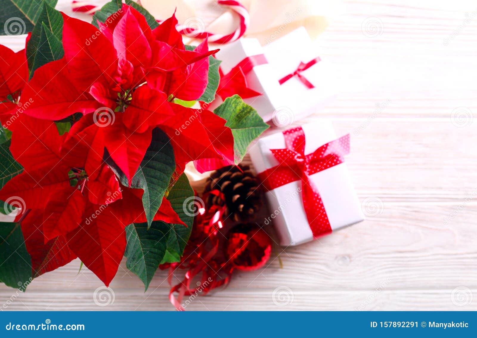 Christmas Flower - Poinsettia Stock Image - Image of christmas, gift ...