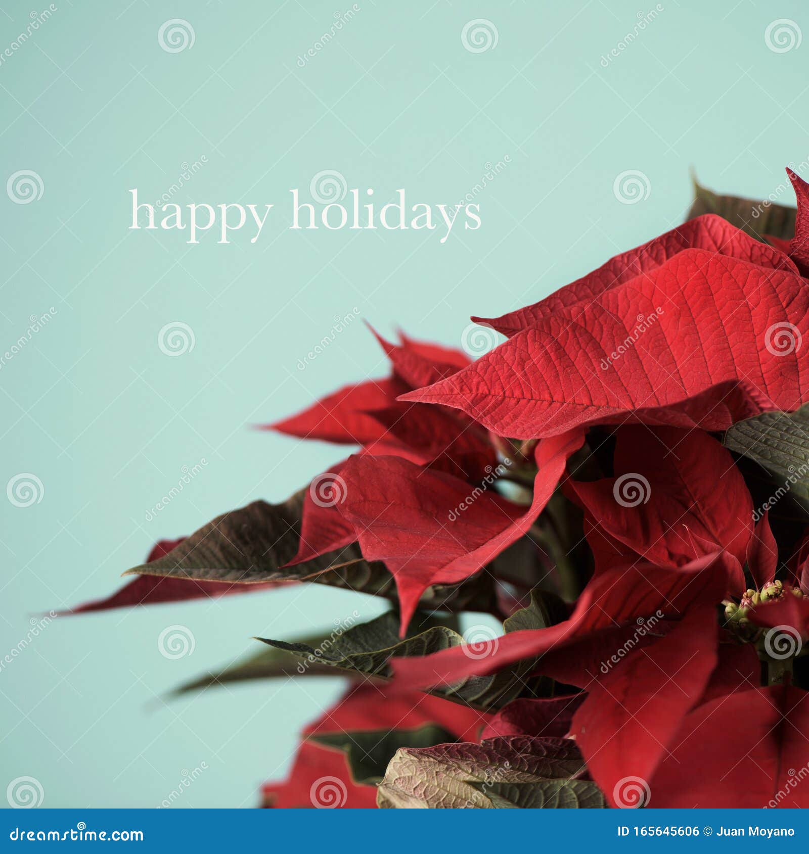 Christmas Flower and Text Happy Holidays Stock Photo - Image of ...
