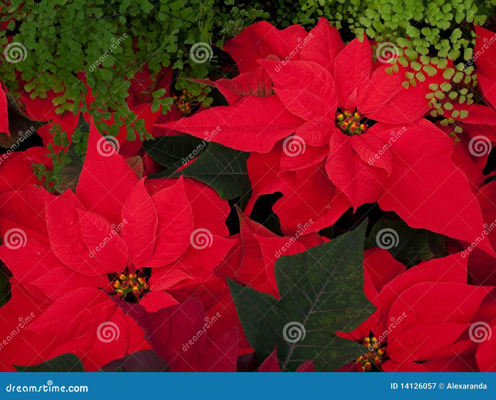 christmas flowers, red poinsettias