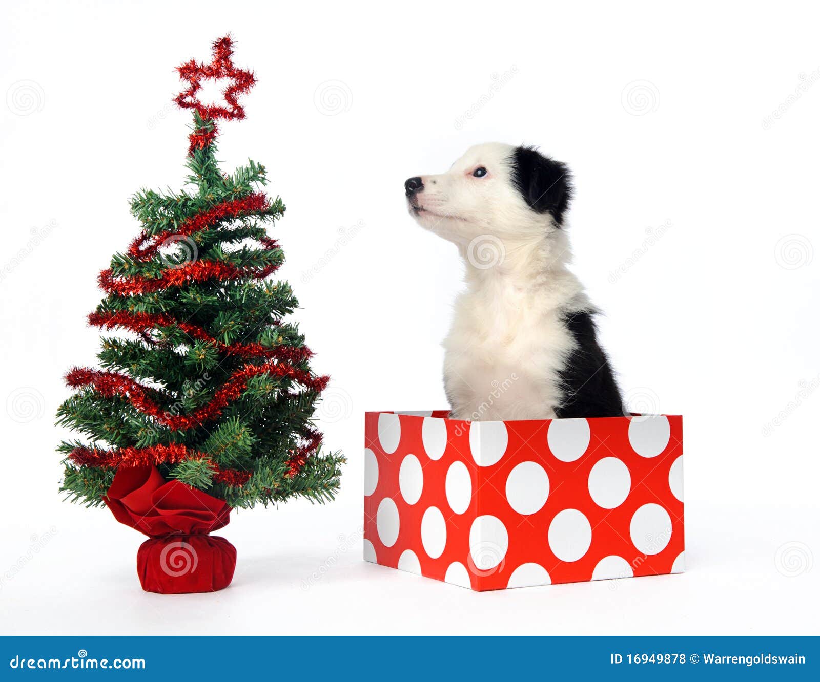 Puppy For Christmas Stock Photo - Download Image Now - Dog, Gift