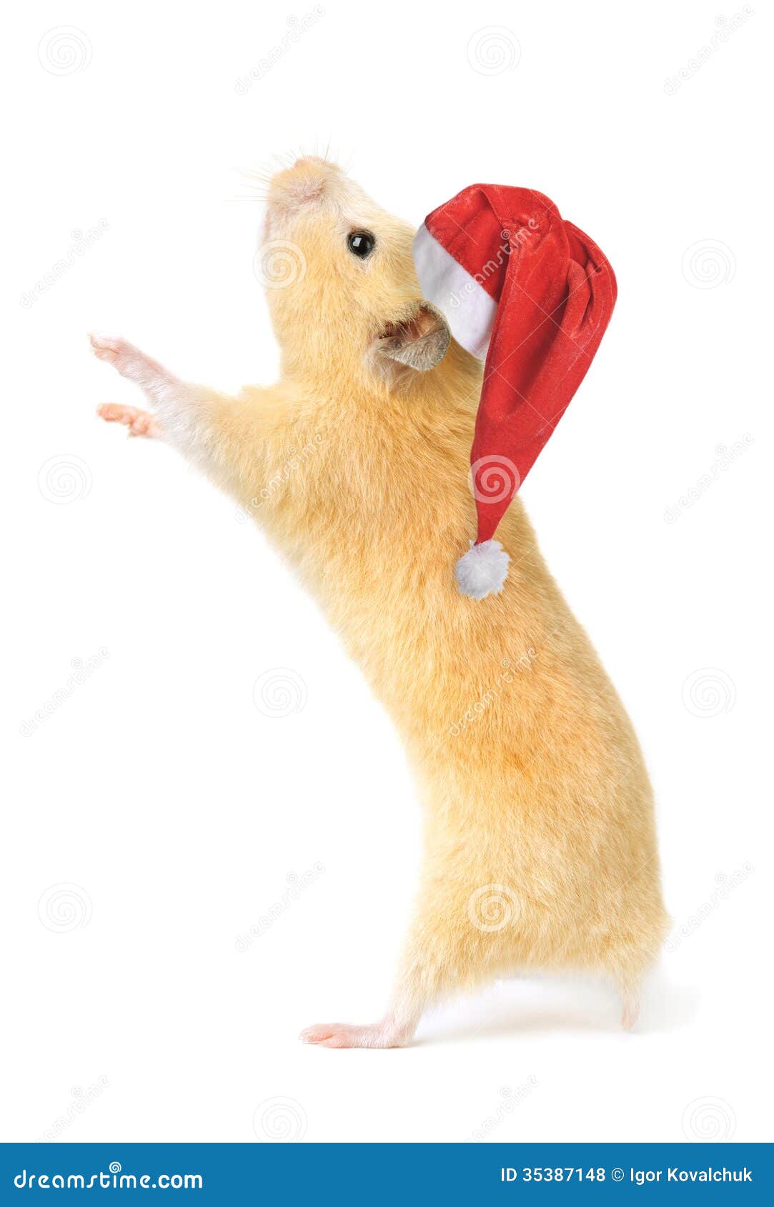 Christmas hamster stock photo. Image of isolated, furry 35387148