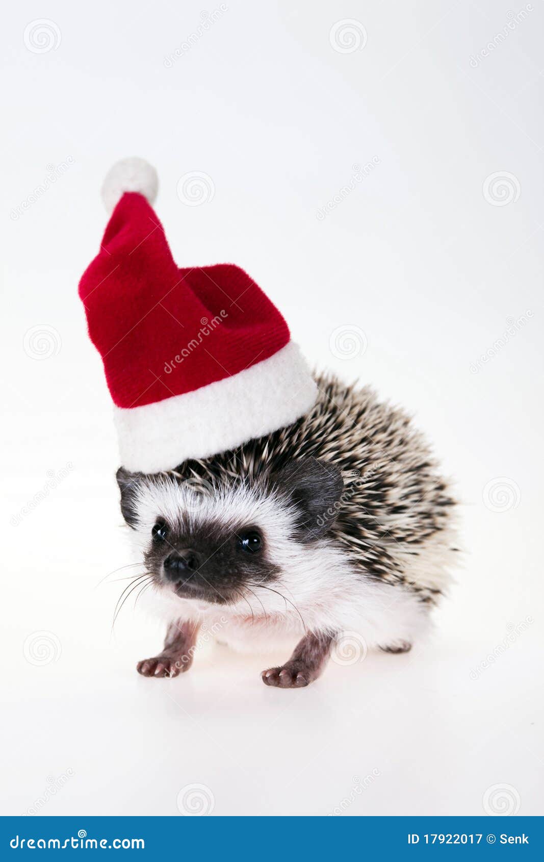 Christmas hedgehog stock image. Image of celebrate, nature 17922017