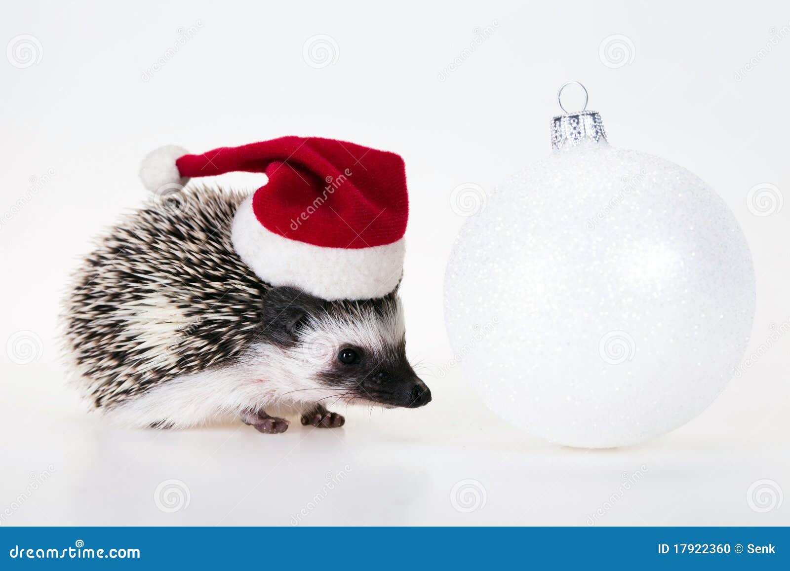 Christmas hedgehog stock photo. Image of beautiful, mammal 17922360
