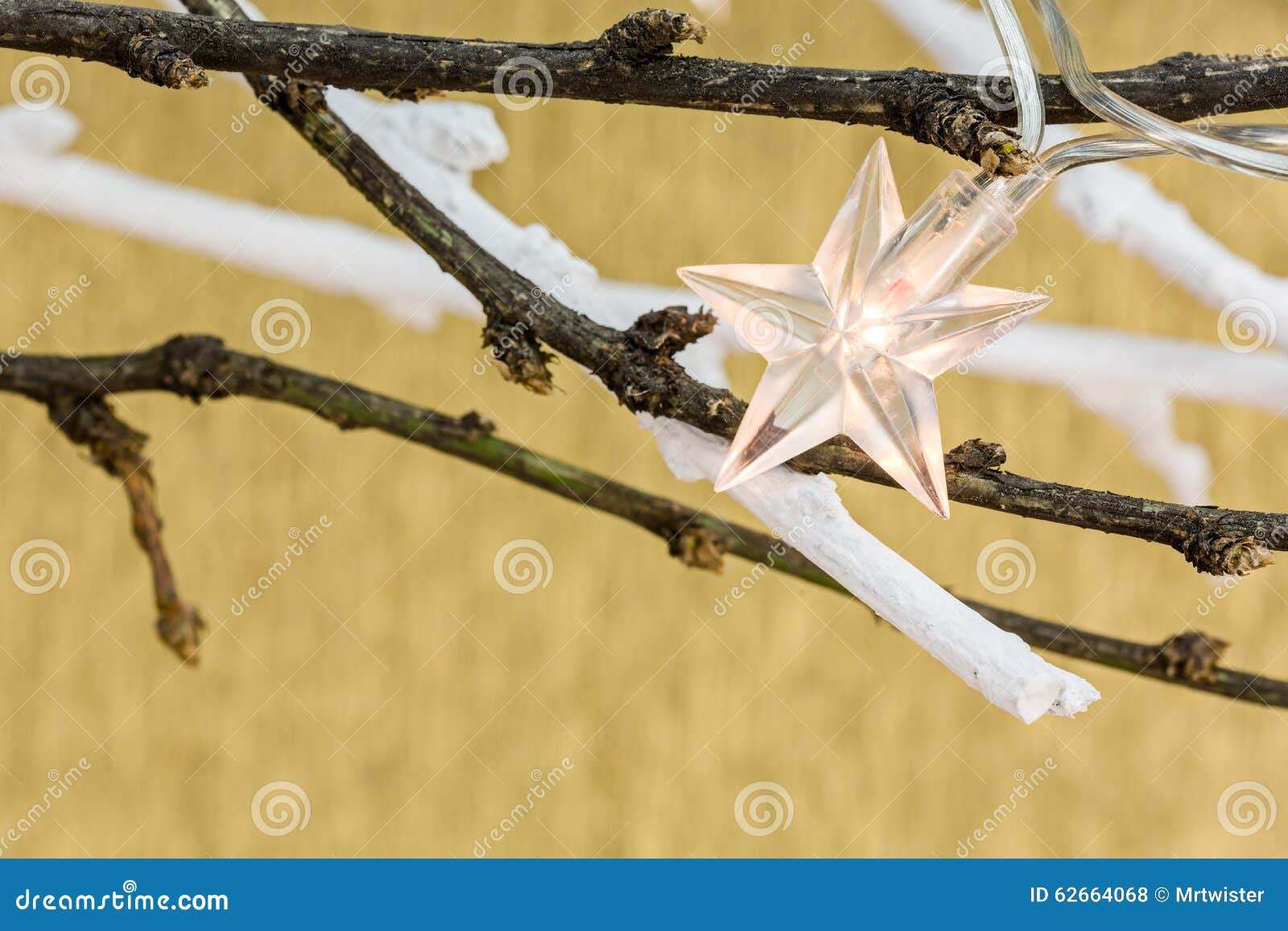 Christmas Holiday Lights on Bare Tree Branch Stock Photo Image of