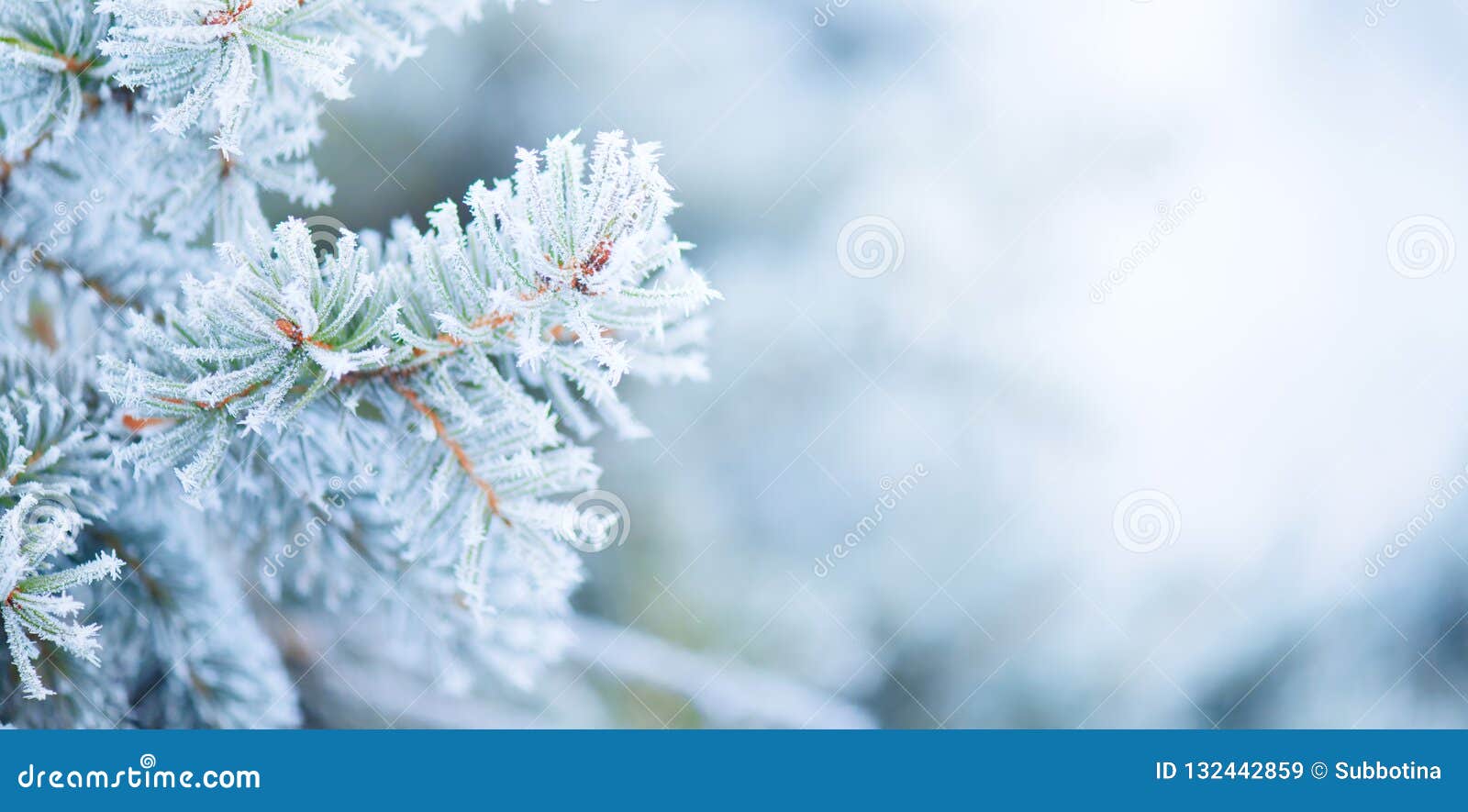 christmas holiday tree. winter snow background. blue spruce, beautiful christmas and new year xmas tree art 