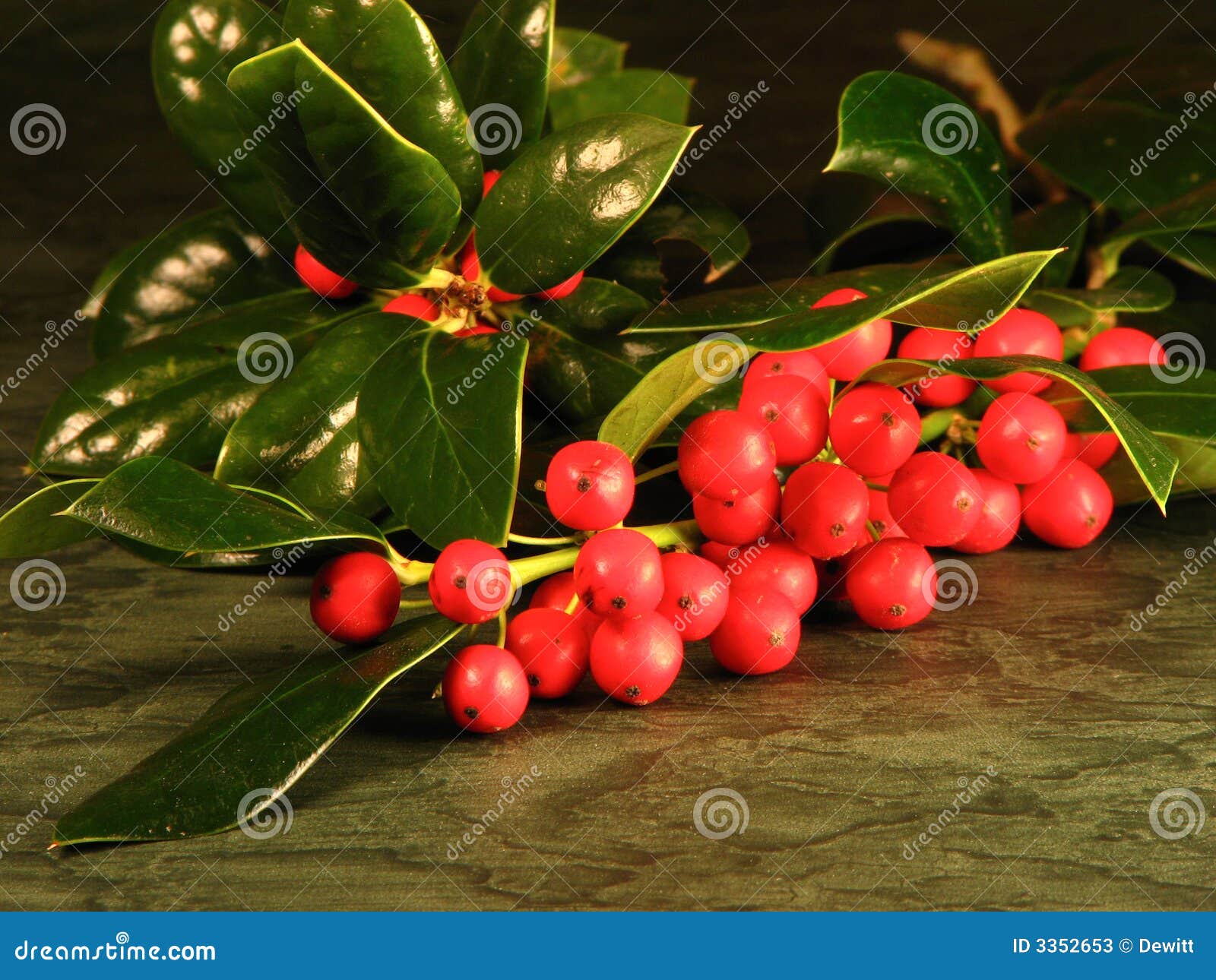 Holly Berries Ripening, After A Rain Shower RoyaltyFree Stock Image