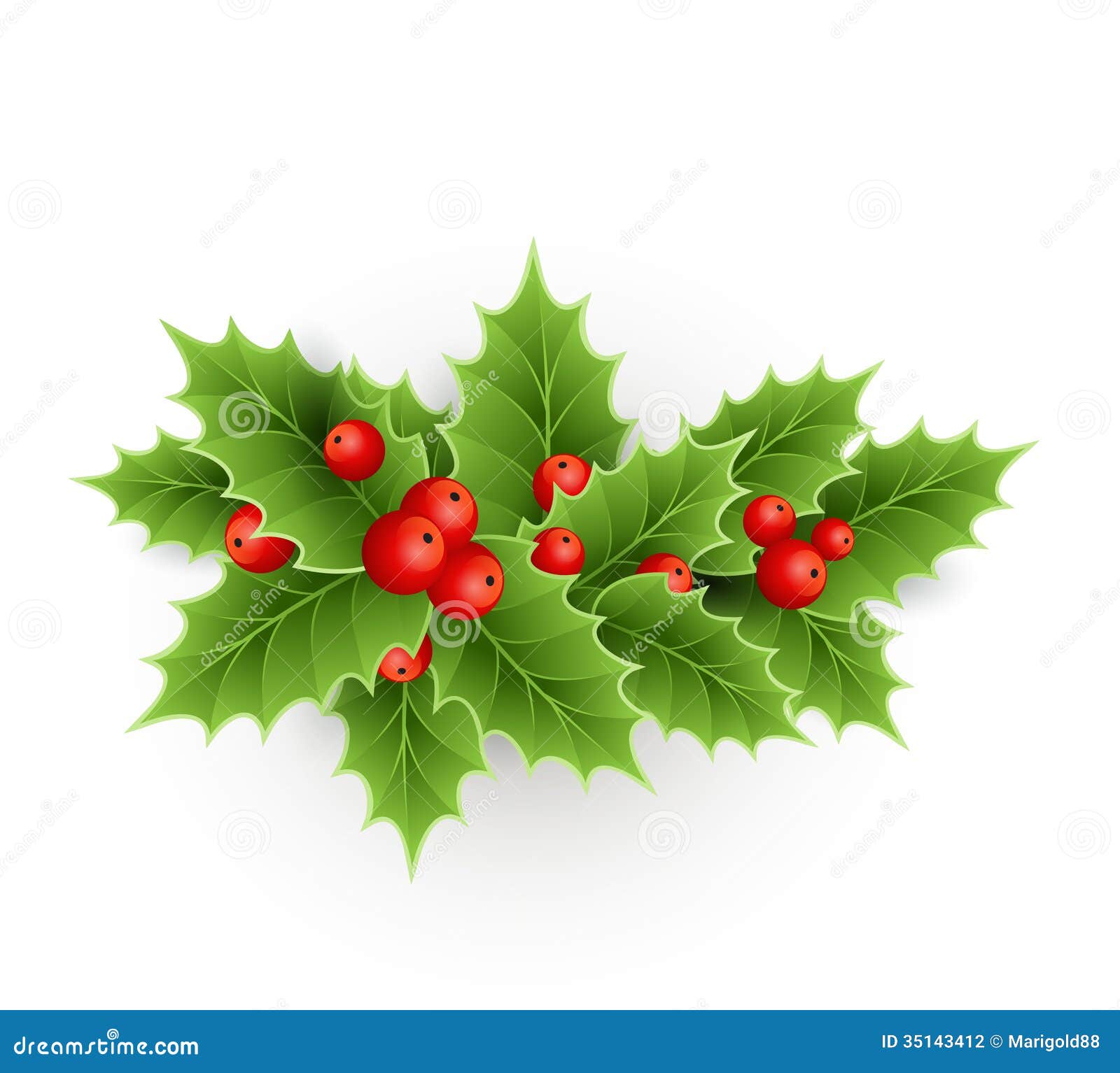 Christmas Holly with Berries. Stock Vector - Illustration of