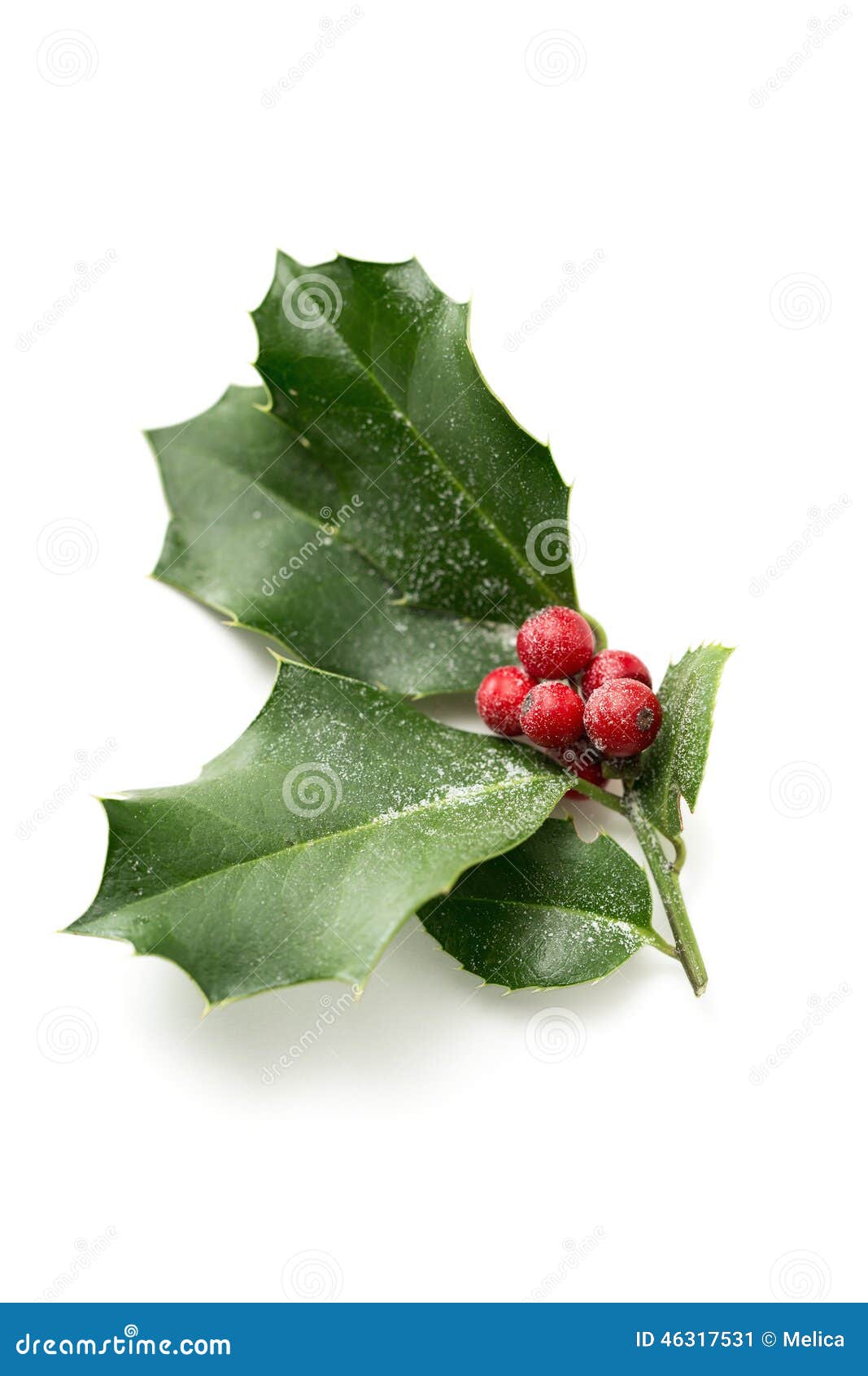 Christmas Holly stock image. Image of decorate, branch 46317531