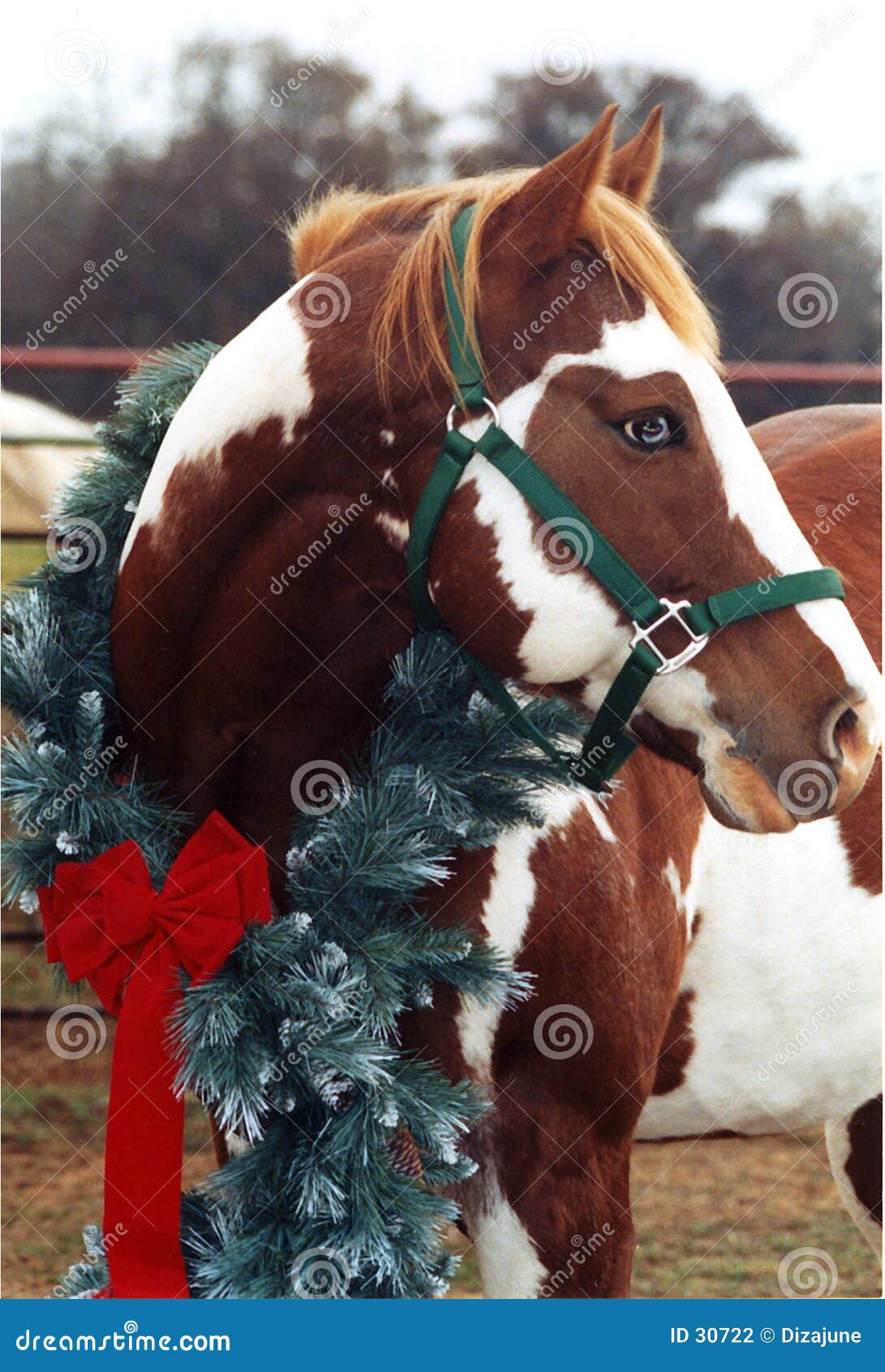 christmas horse stock photo image of intent texas animal 30722