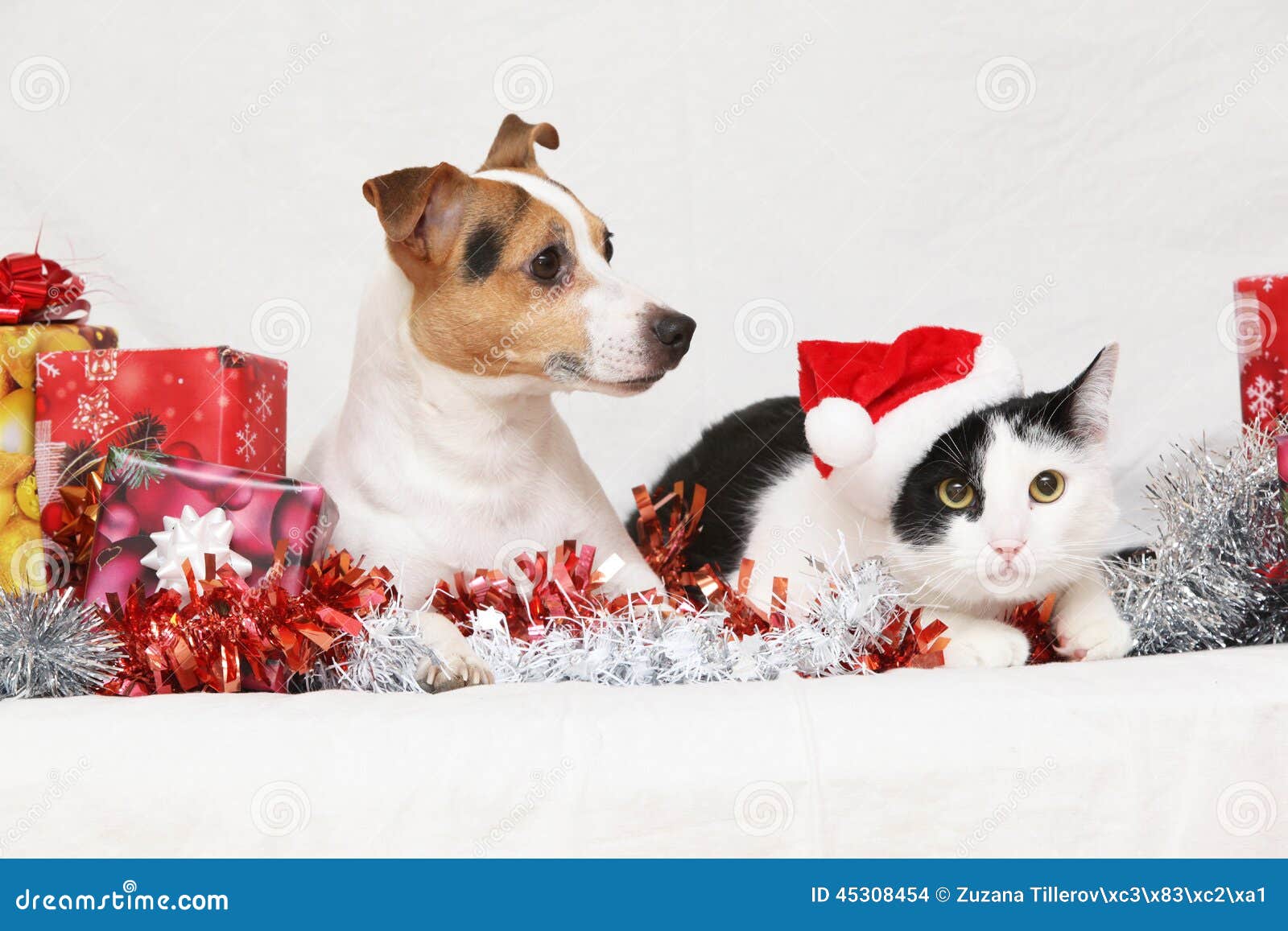 christmas jack rusell terrier with a cat