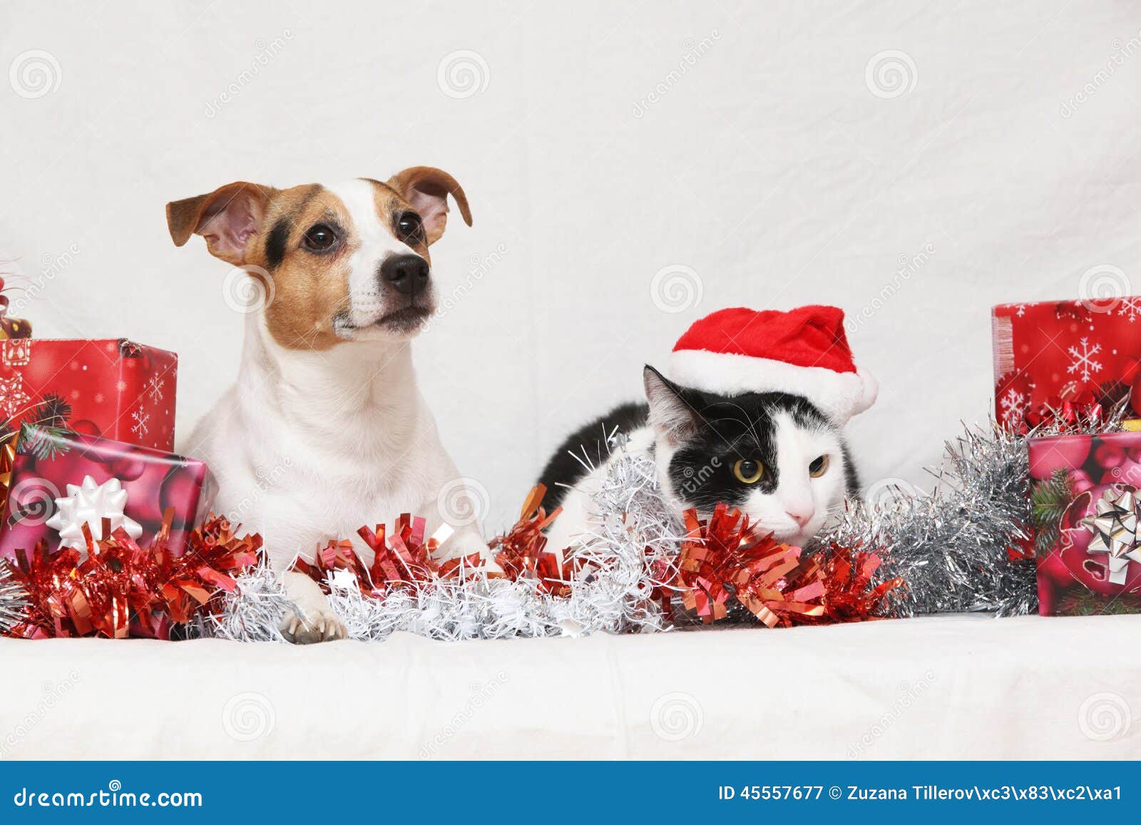 christmas jack rusell terrier with a cat
