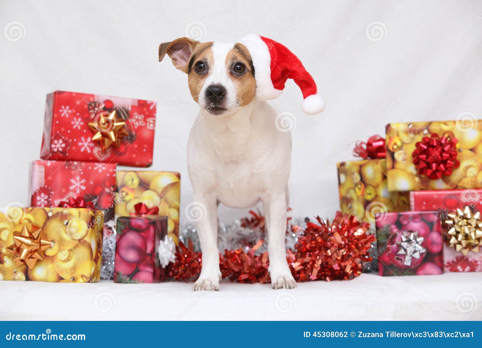 Christmas Jack Russell Terrier with Gifts Stock Photo Image of long