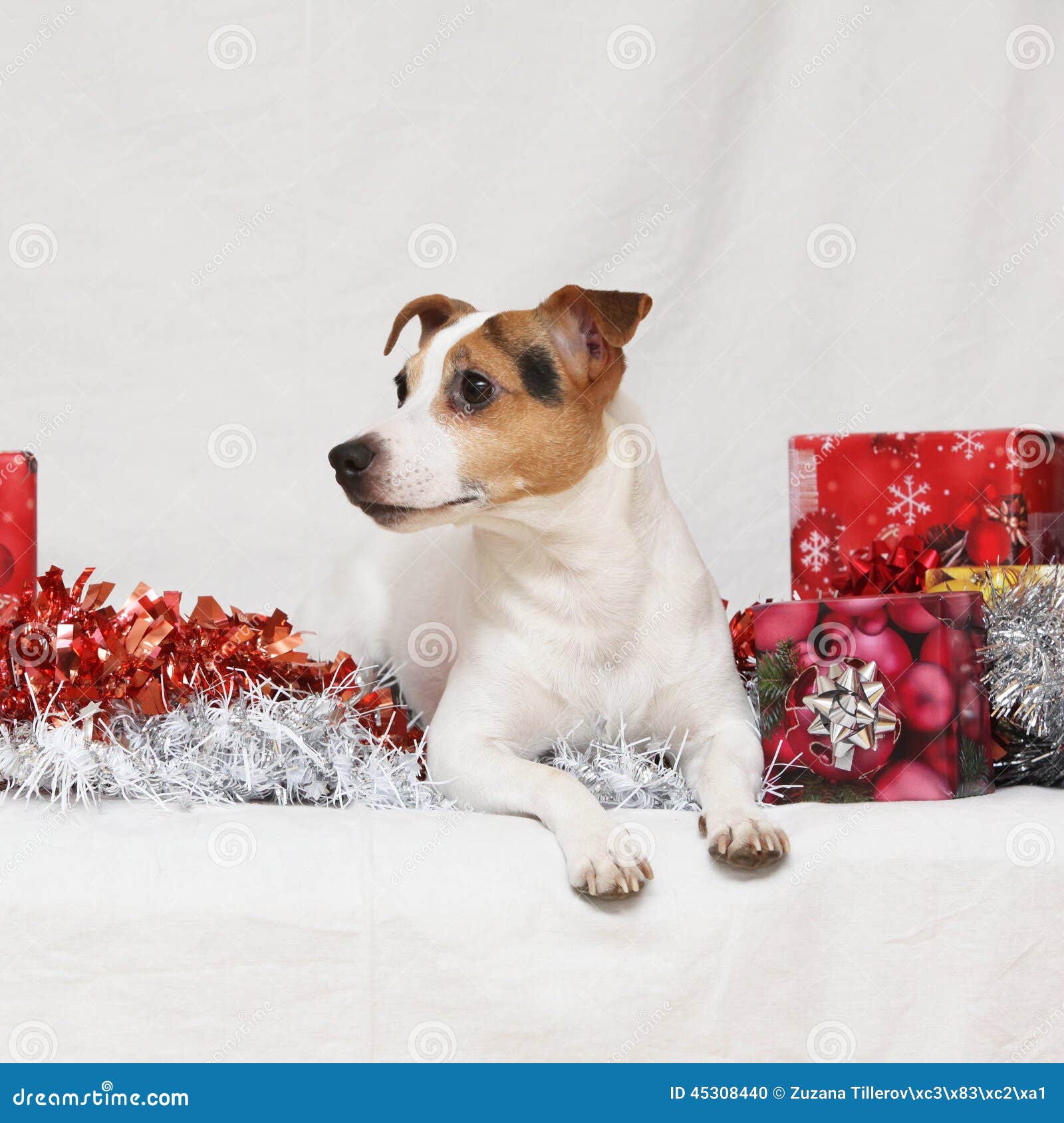 Christmas Jack Russell Terrier with Gifts Stock Photo Image of