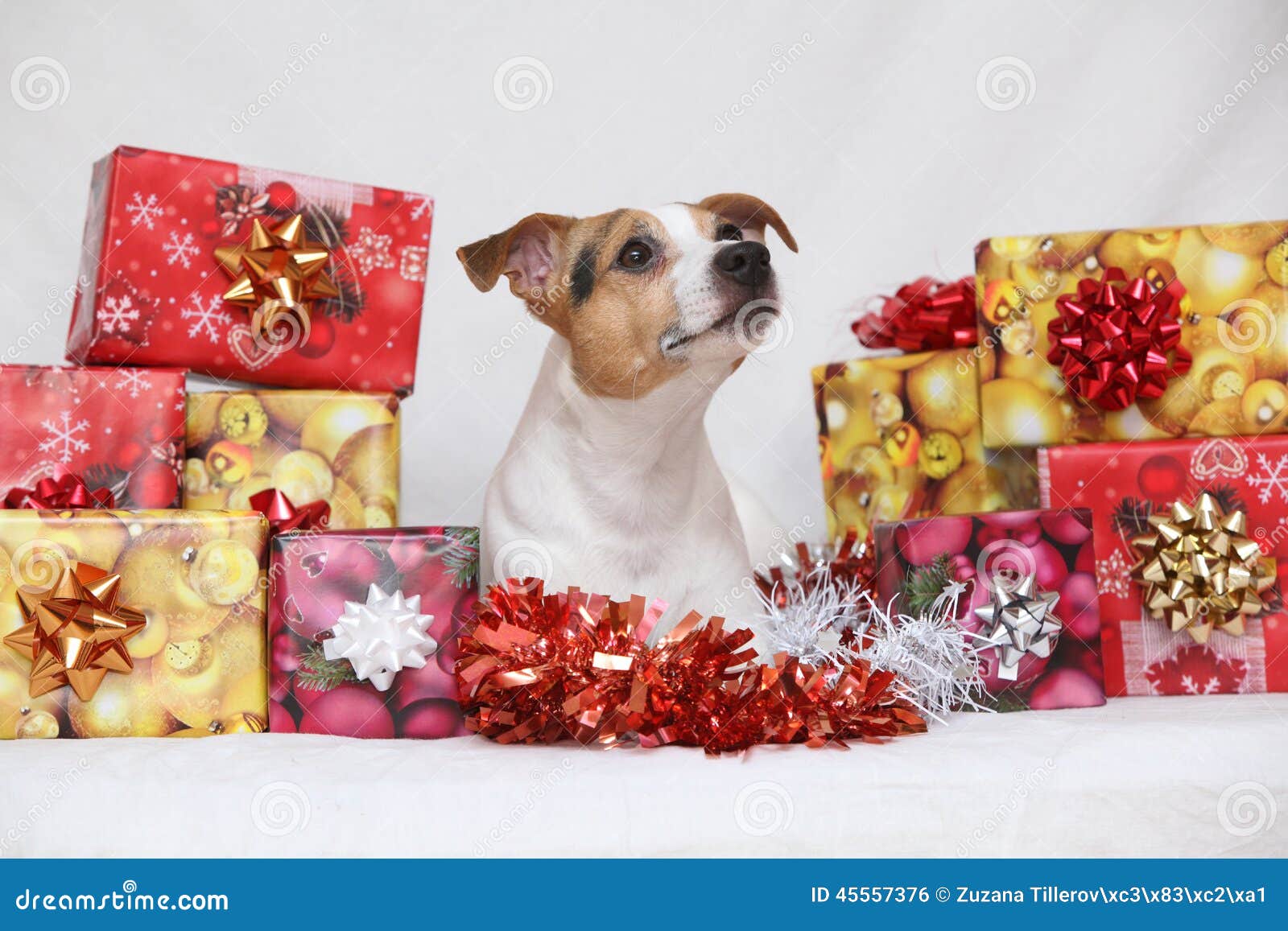 Christmas Jack Russell Terrier with Gifts Stock Photo Image of