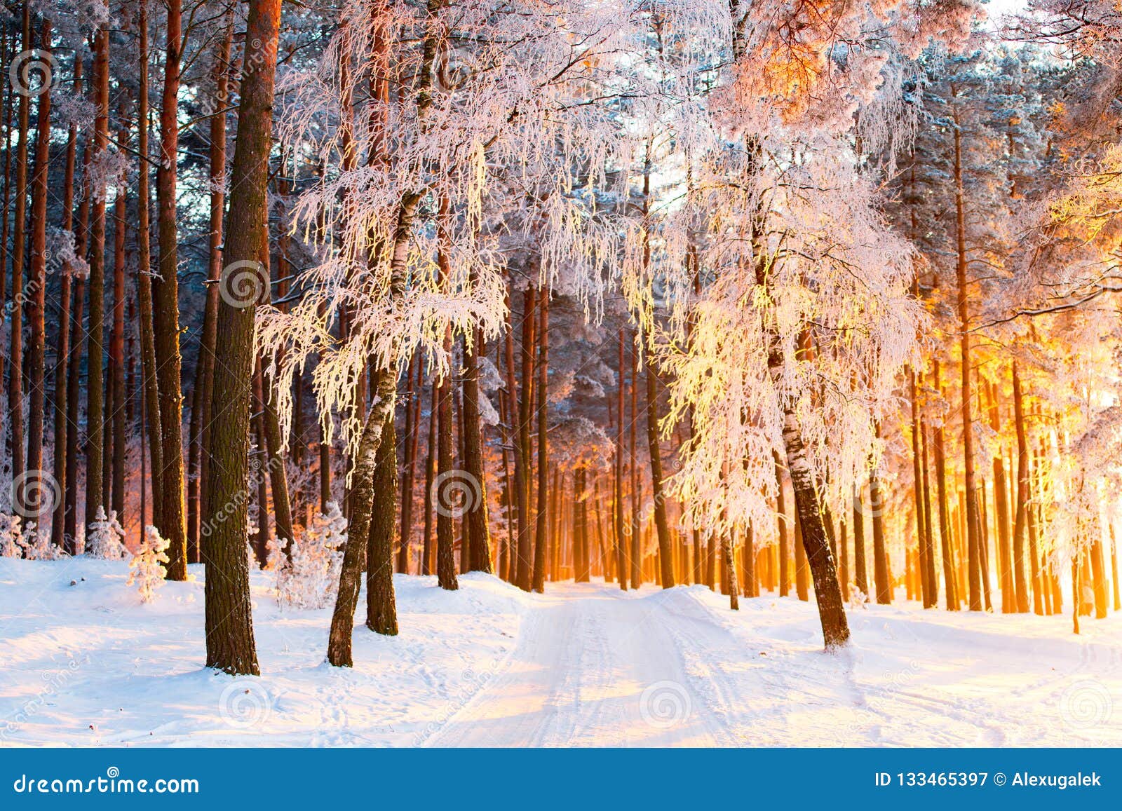 Sunny Winter Forest. Beautiful Christmas Landscape. Park with ...