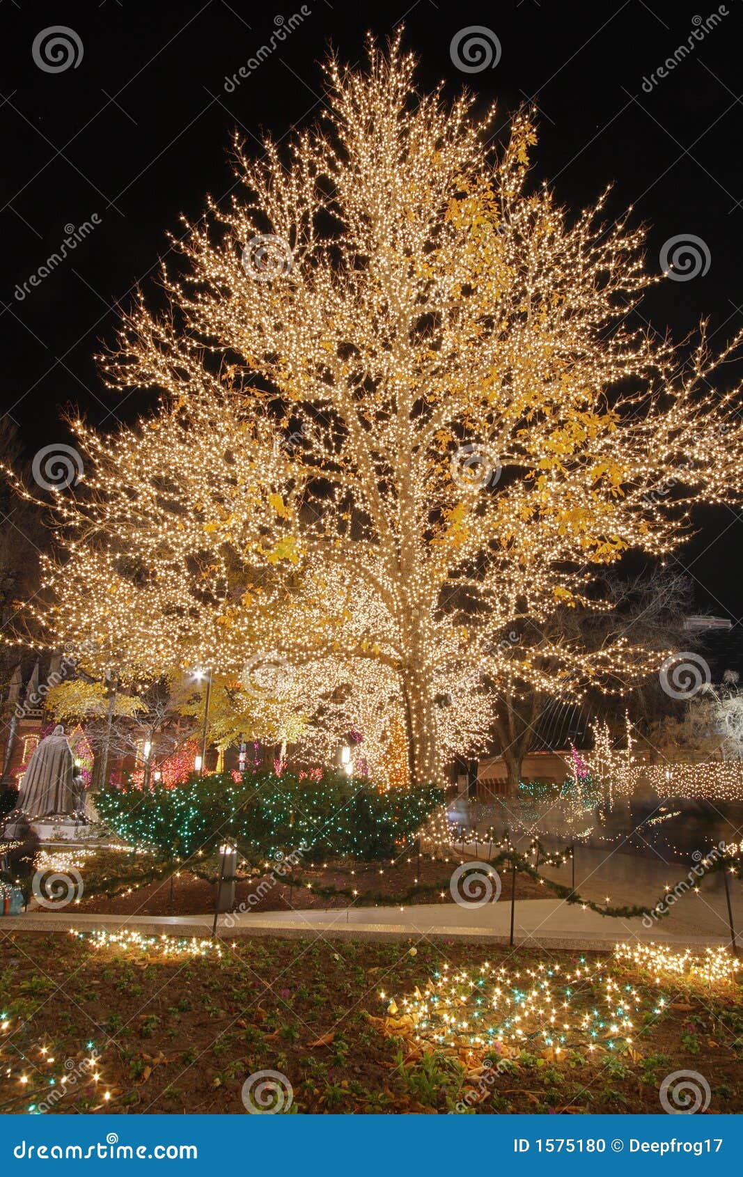 christmas lights on a cottonwood tree #2