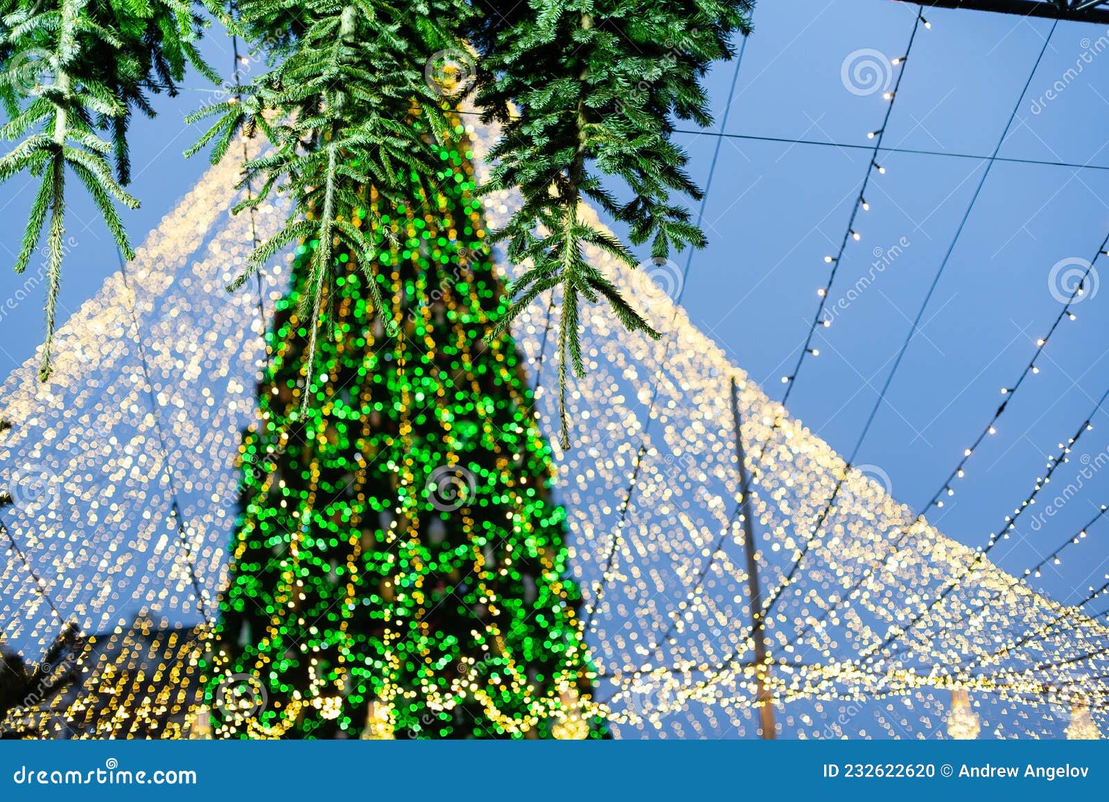Christmas Lights Hanging in a Tree Stock Photo Image of tree