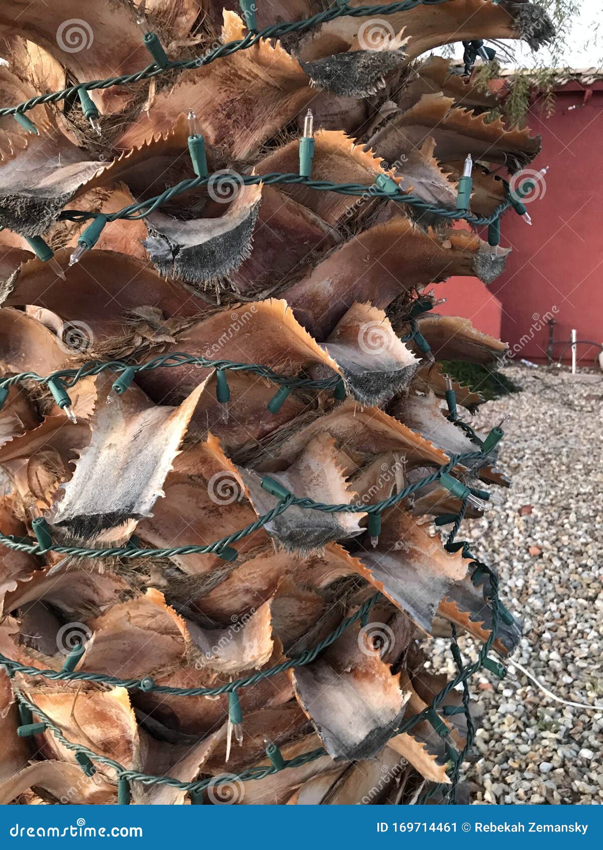 Christmas lights palm 0514 stock image. Image of closeup 169714461