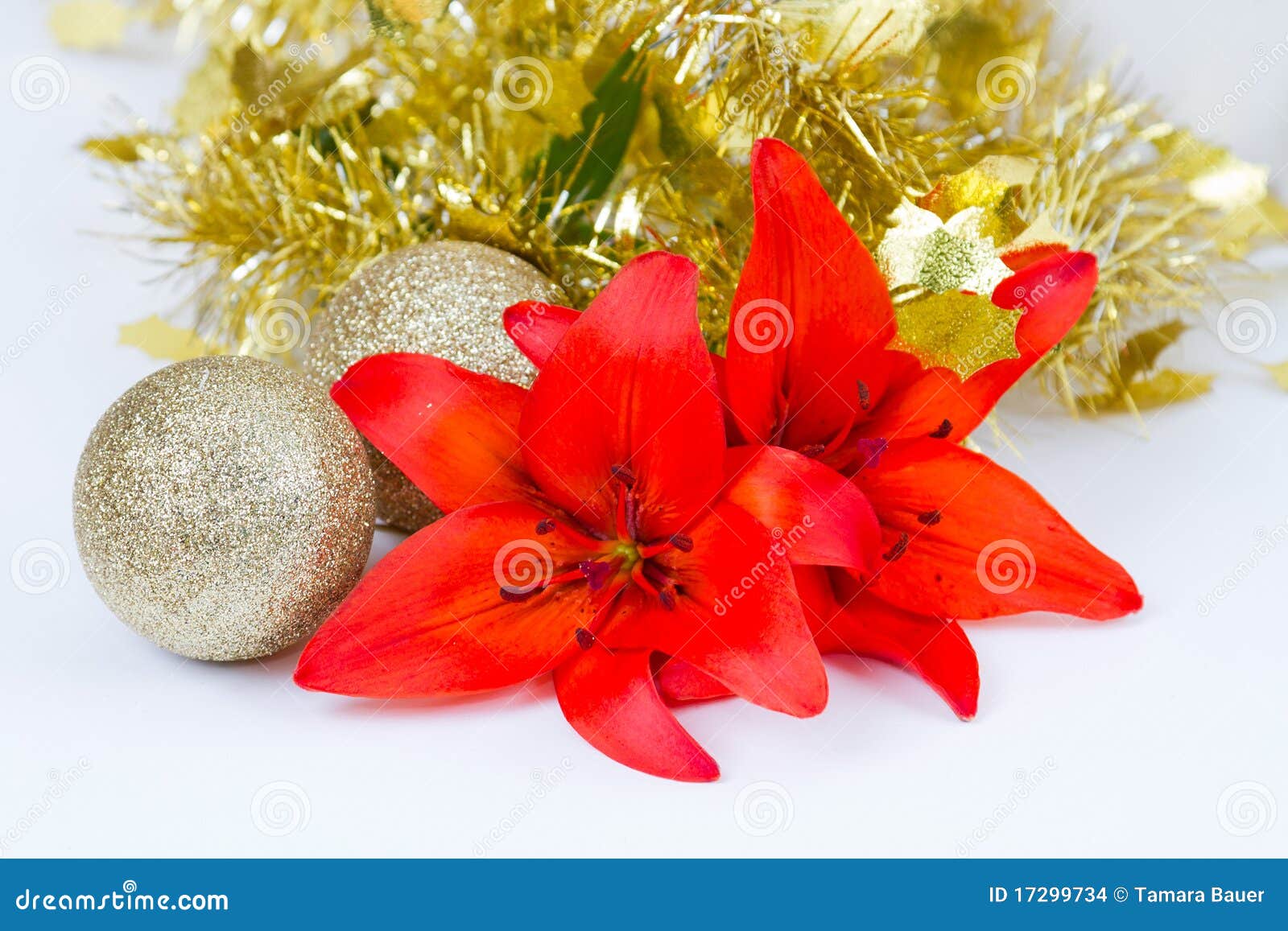 Christmas Lilies with Tinsel Stock Photo Image of lily, december 17299734