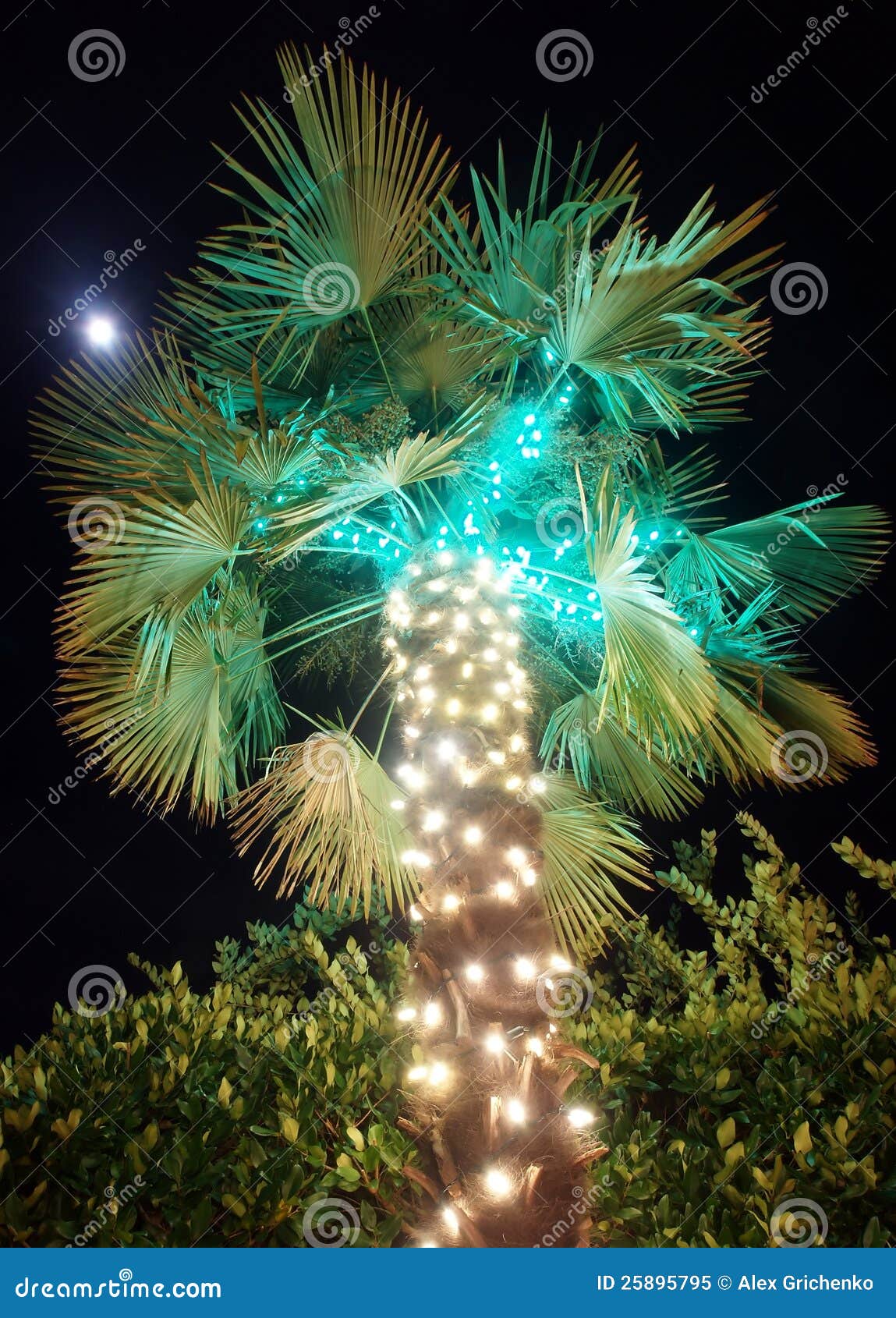 Christmas palm tree stock image. Image of palm, christmas 25895795
