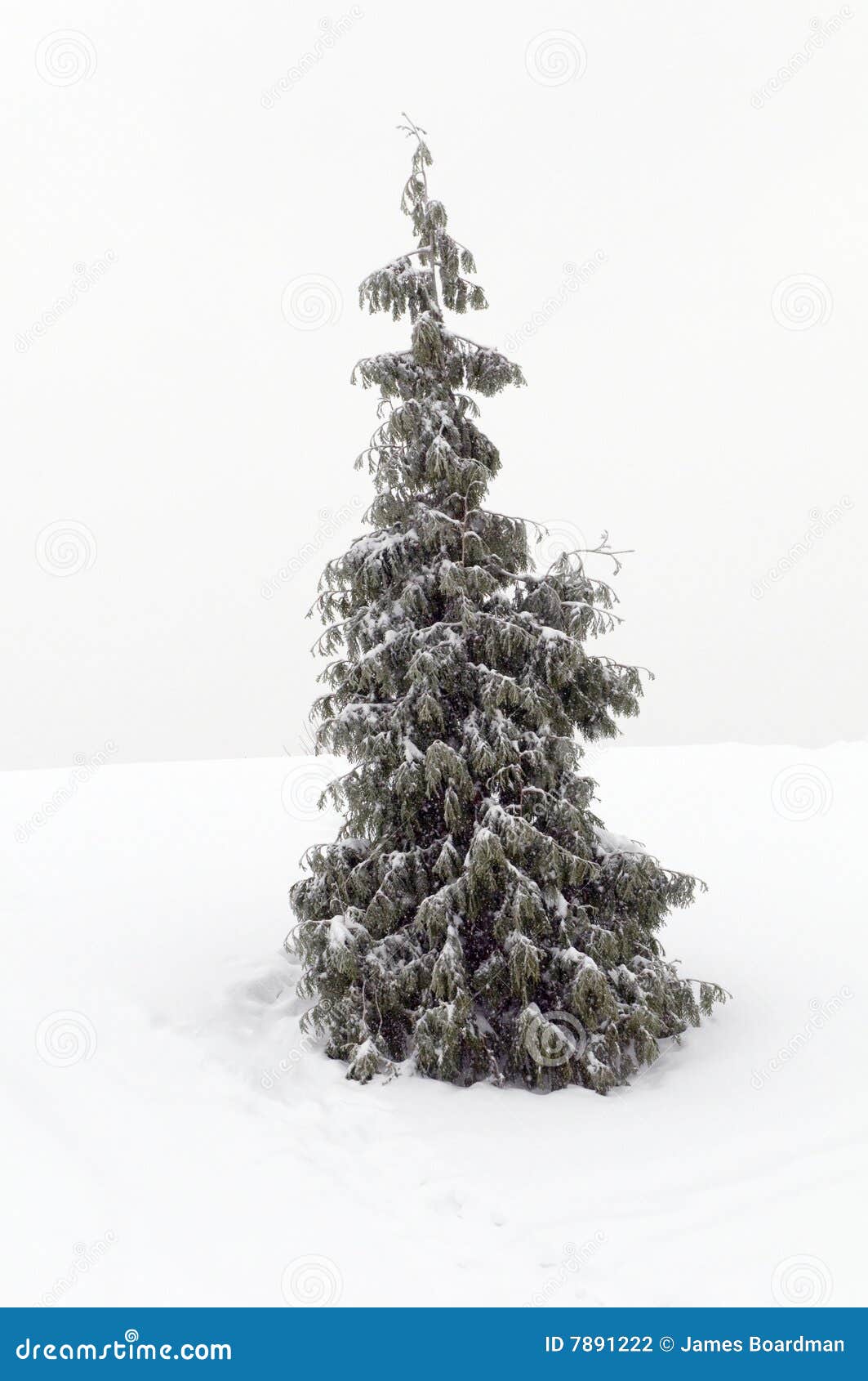 Christmas Pine tree stock photo. Image of woods, outdoors 7891222