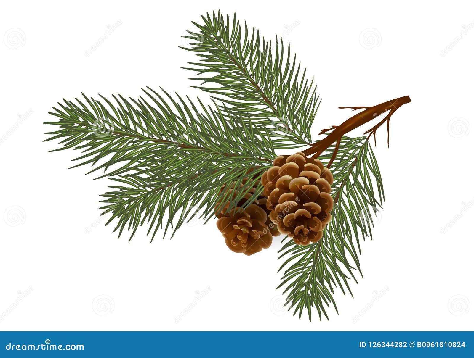 Cedar / Pine Branch with Cones. Isolated without a Shadow. Naturein the  Details. Drawing. Christmas Decor. Stock Photo - Image of botanical,  bouquet: 126344282