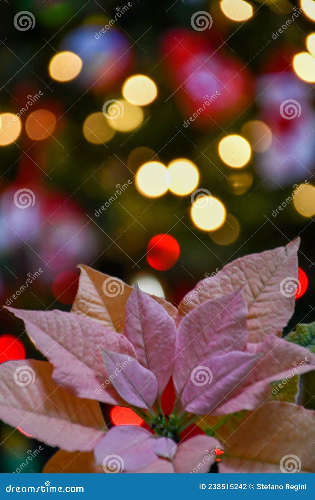 Christmas plant and light stock photo. Image of autumn 238515242