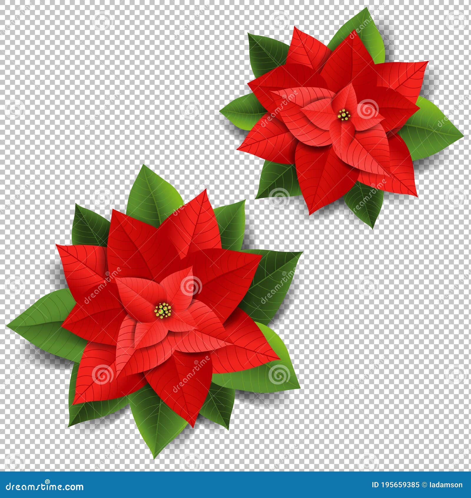 Poinsettia Transparent Background Stock Illustrations – 285 Poinsettia Transparent  Background Stock Illustrations, Vectors & Clipart - Dreamstime