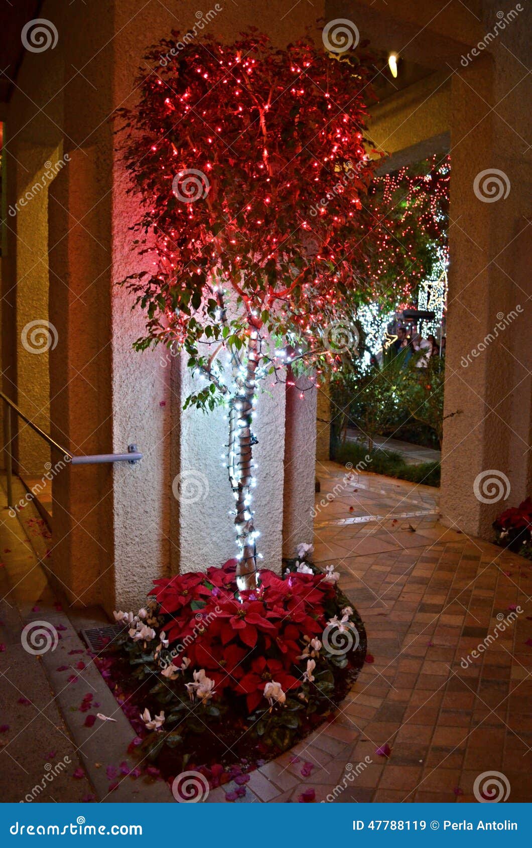 Christmas Poinsettia stock image. Image of poinsettia 47788119