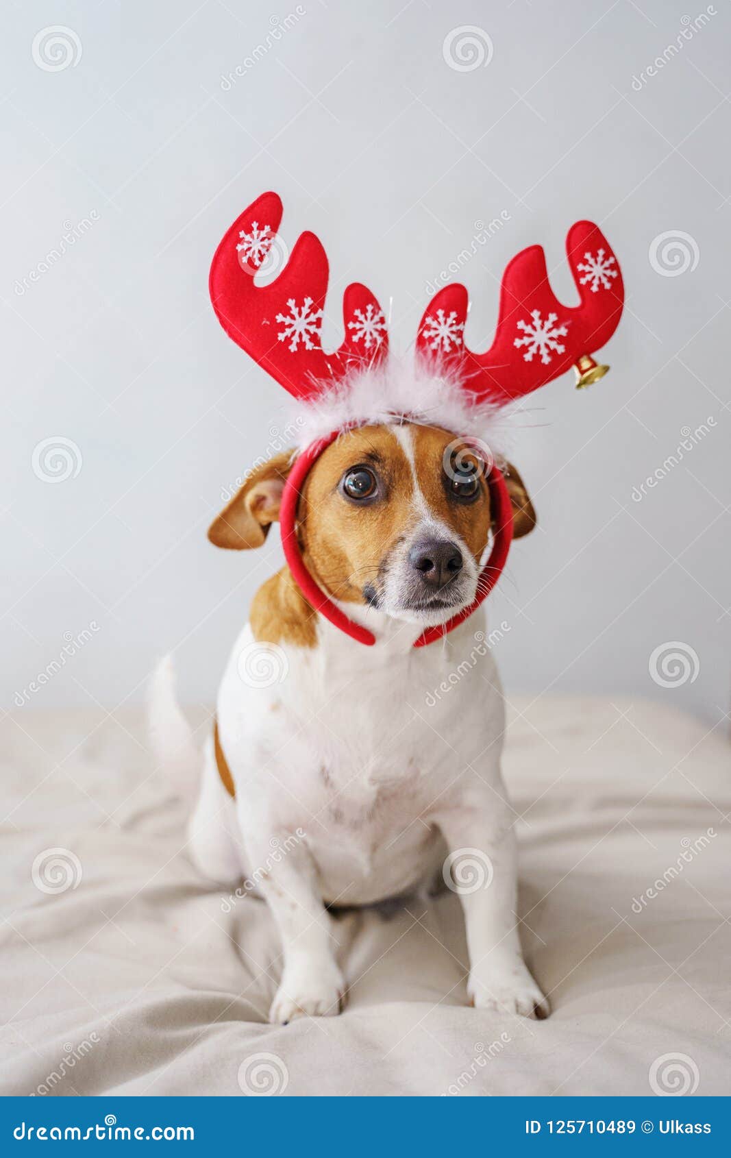 Christmas Portrait the Jack Russell in Suit Reindeer. Stock Image ...
