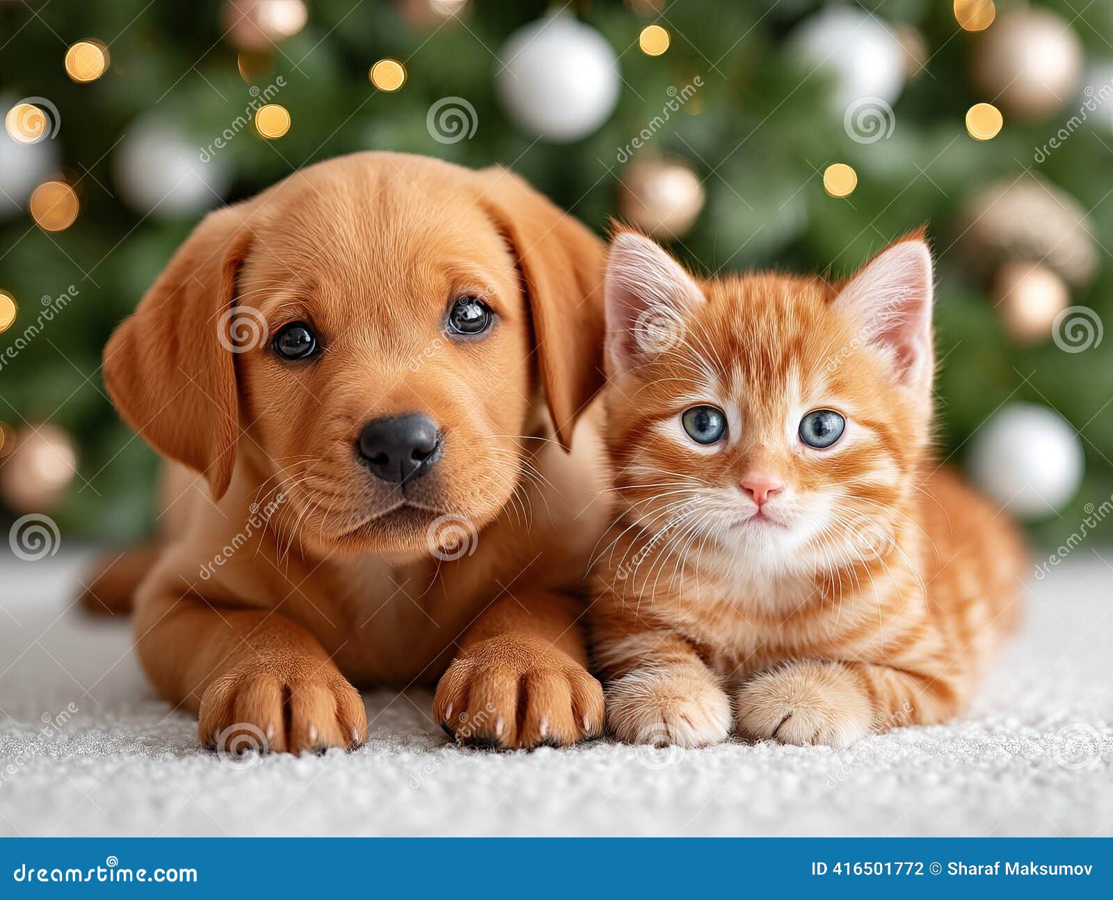 Cute Puppy Kitten Sitting Basket Together Stock Photo 94042567 |  Shutterstock, image size:1600x1295