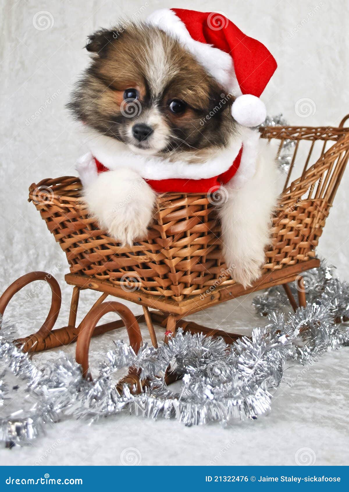 Christmas Puppy stock photo. Image of animal, purebred - 21322476