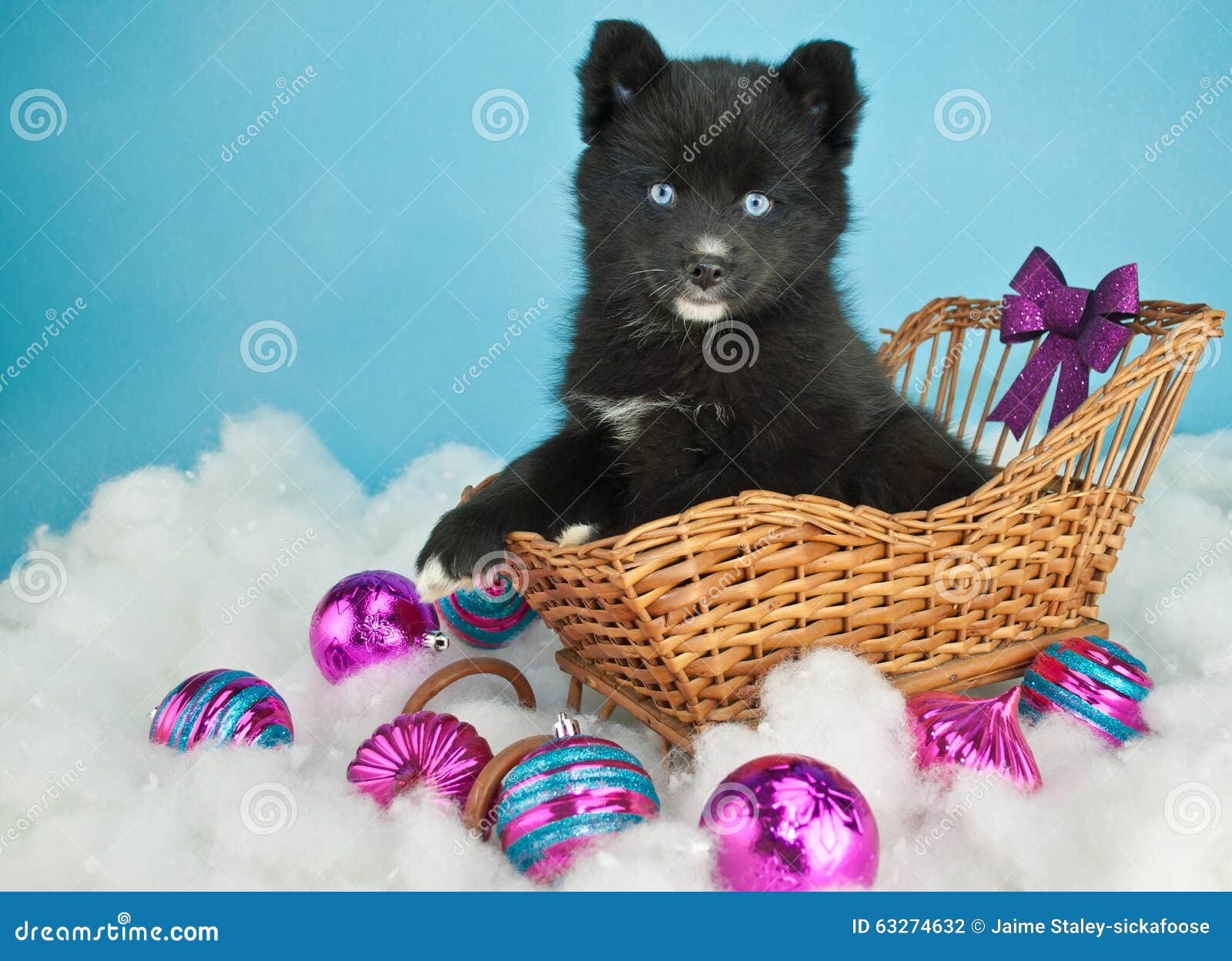 christmas puppy stock photo image 63274632 havanese christmas ornaments