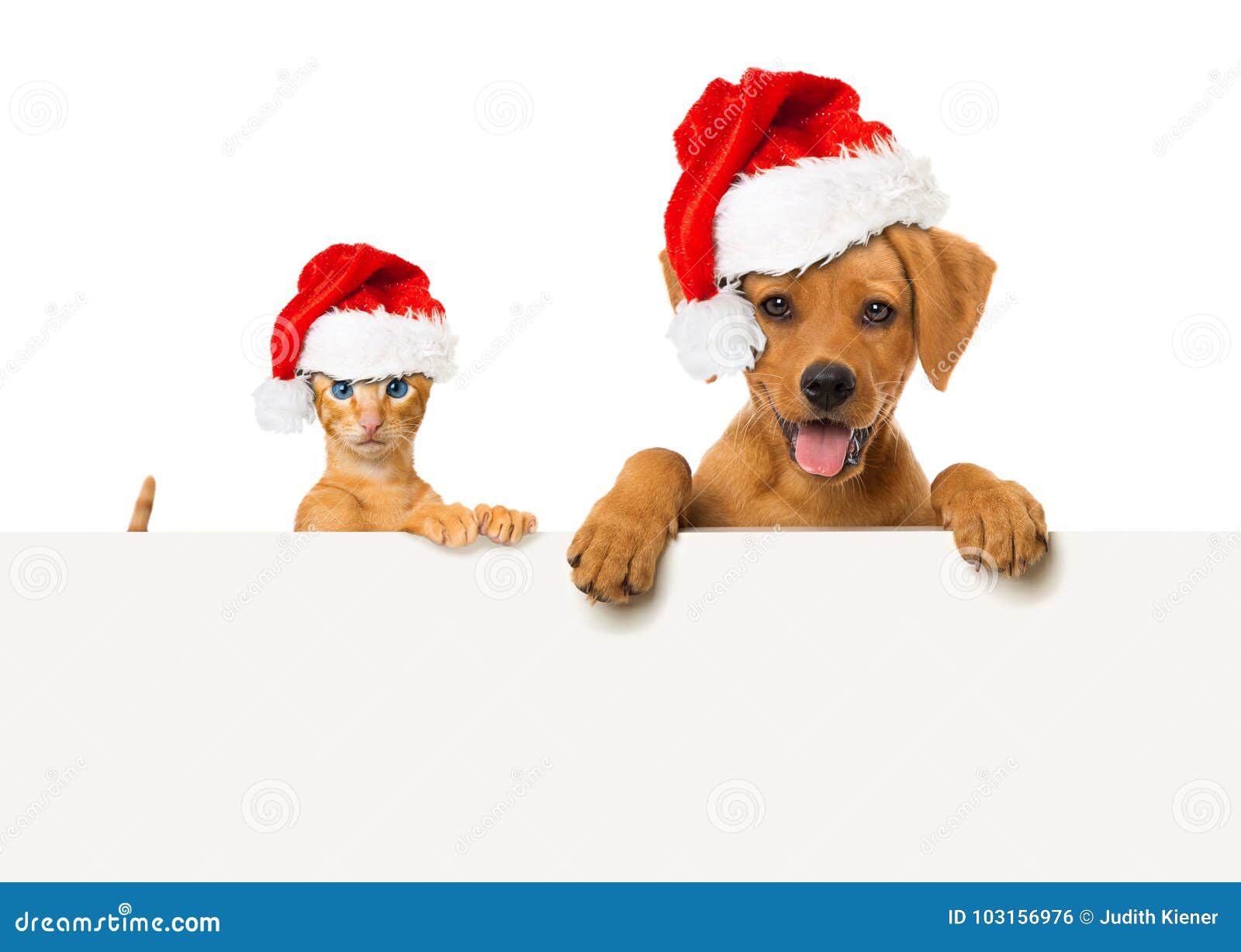 Christmas Puppy and Kitten with Santa Hat Stock Photo - Image of camera ...