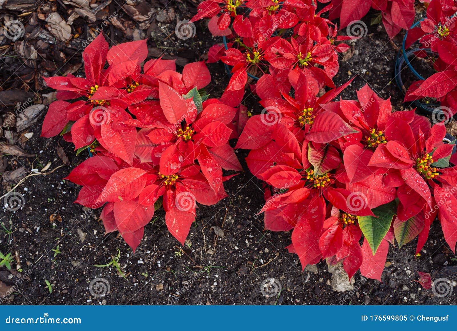 Christmas Red Flower and Evergreen Stock Image Image of cold, festive 176599805