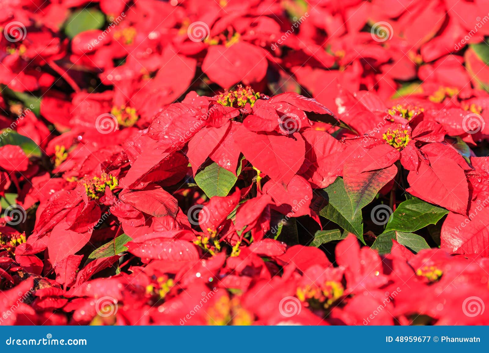 Christmas Red Poinsettia Plants Stock Image Image of plants, white