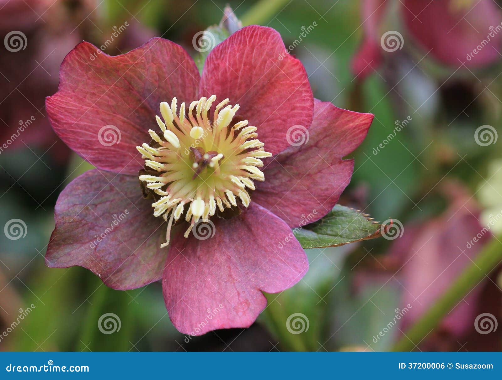 Christmas Rose Helleborus Dumetorum Helleborus Atrorubens, Purple